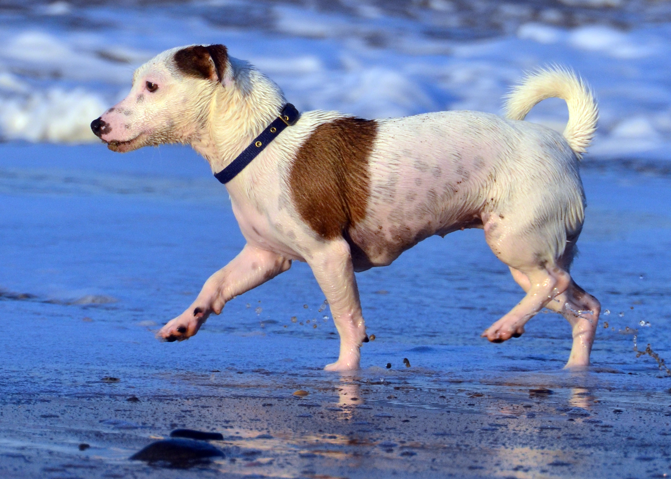 Jack Russell Terrier Eddi on the Beach
