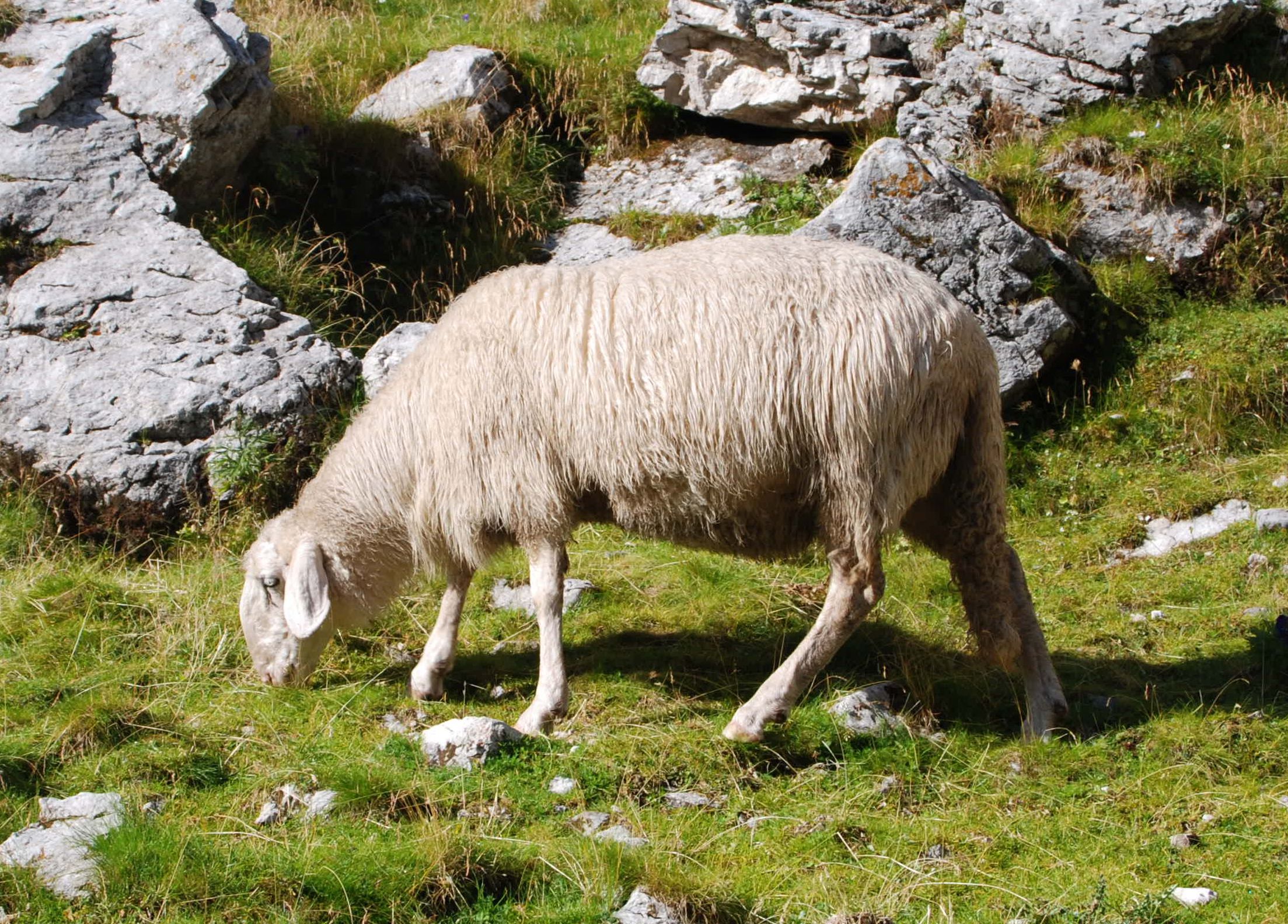Jezersko-solčavska ovca Molička planina 1