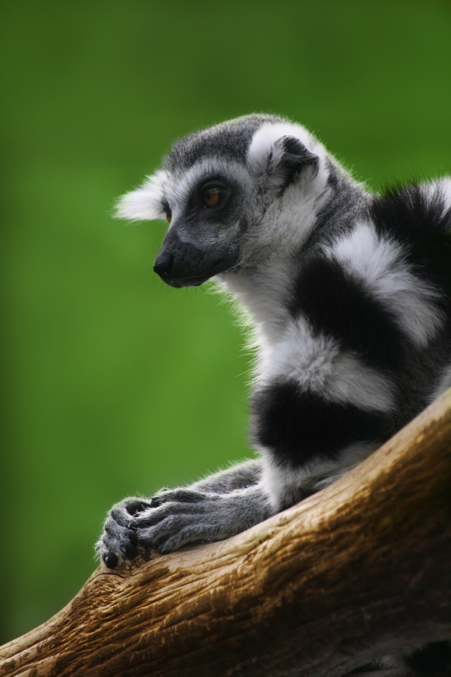 Katta Lemur catta