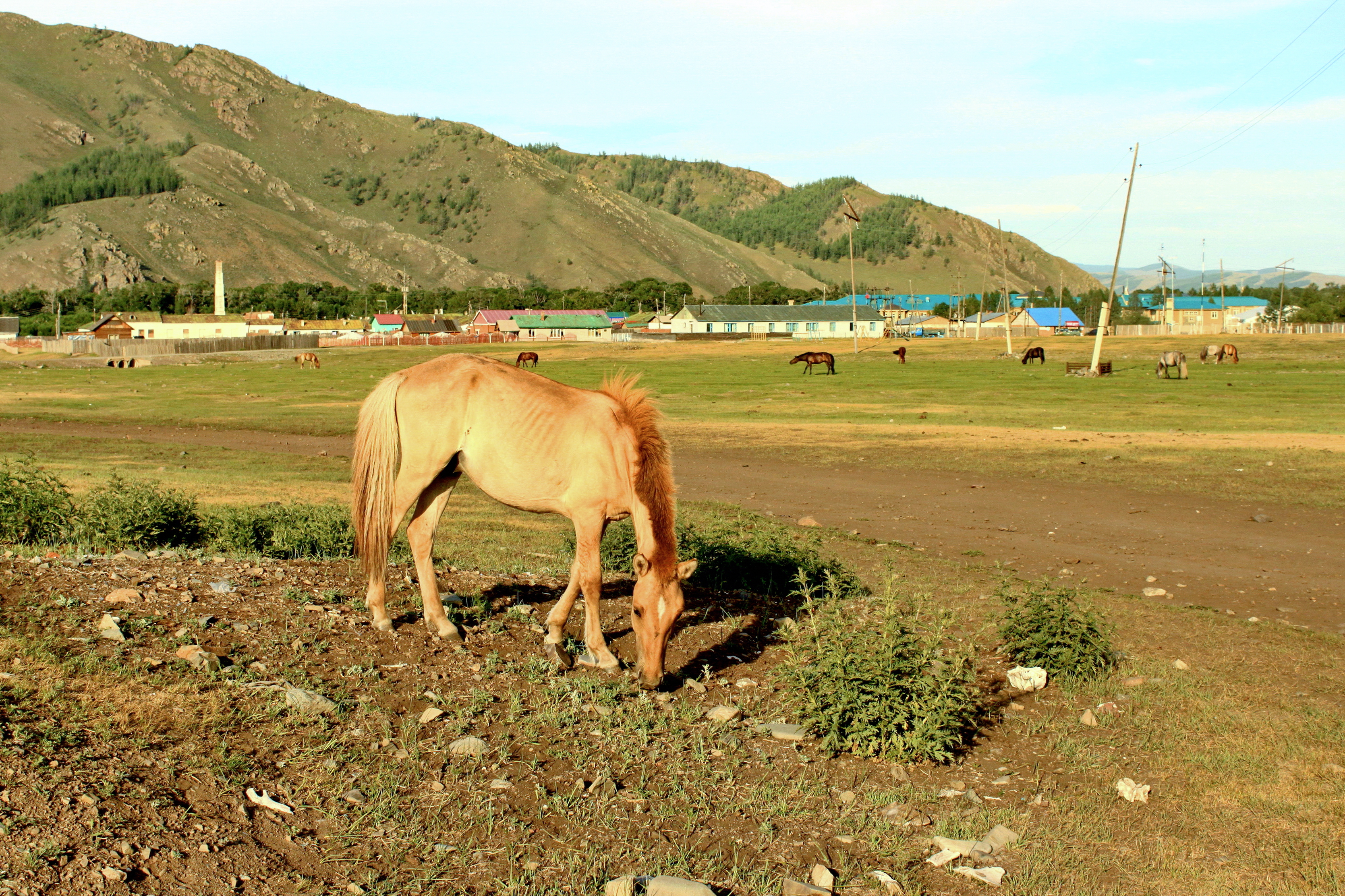 Koń mongolski w Parku Narodowym Gorchi-Tereldż 06