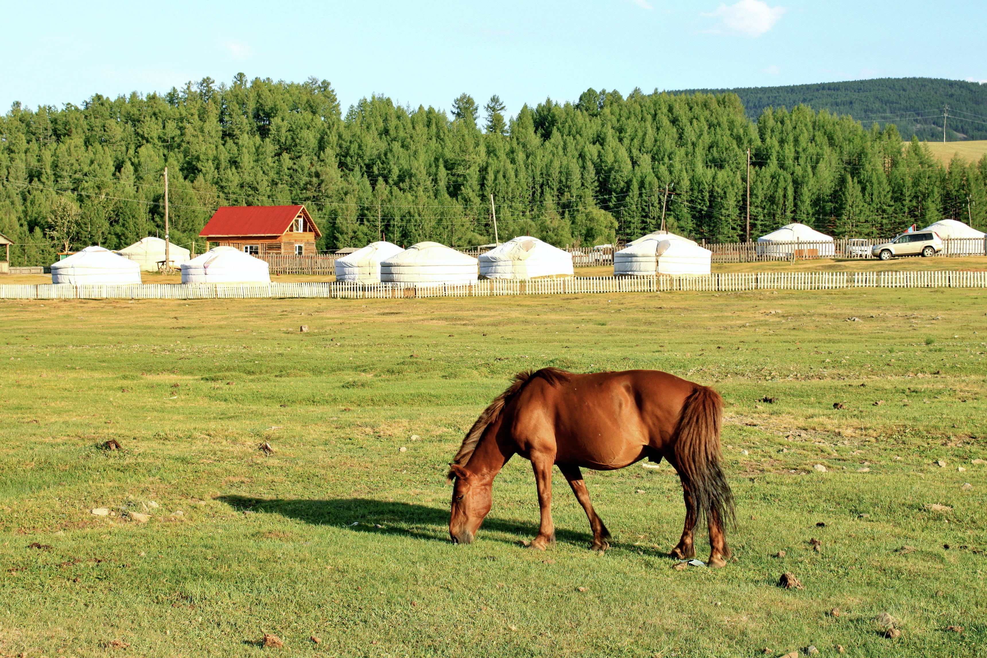 Koń mongolski w Parku Narodowym Gorchi-Tereldż 07
