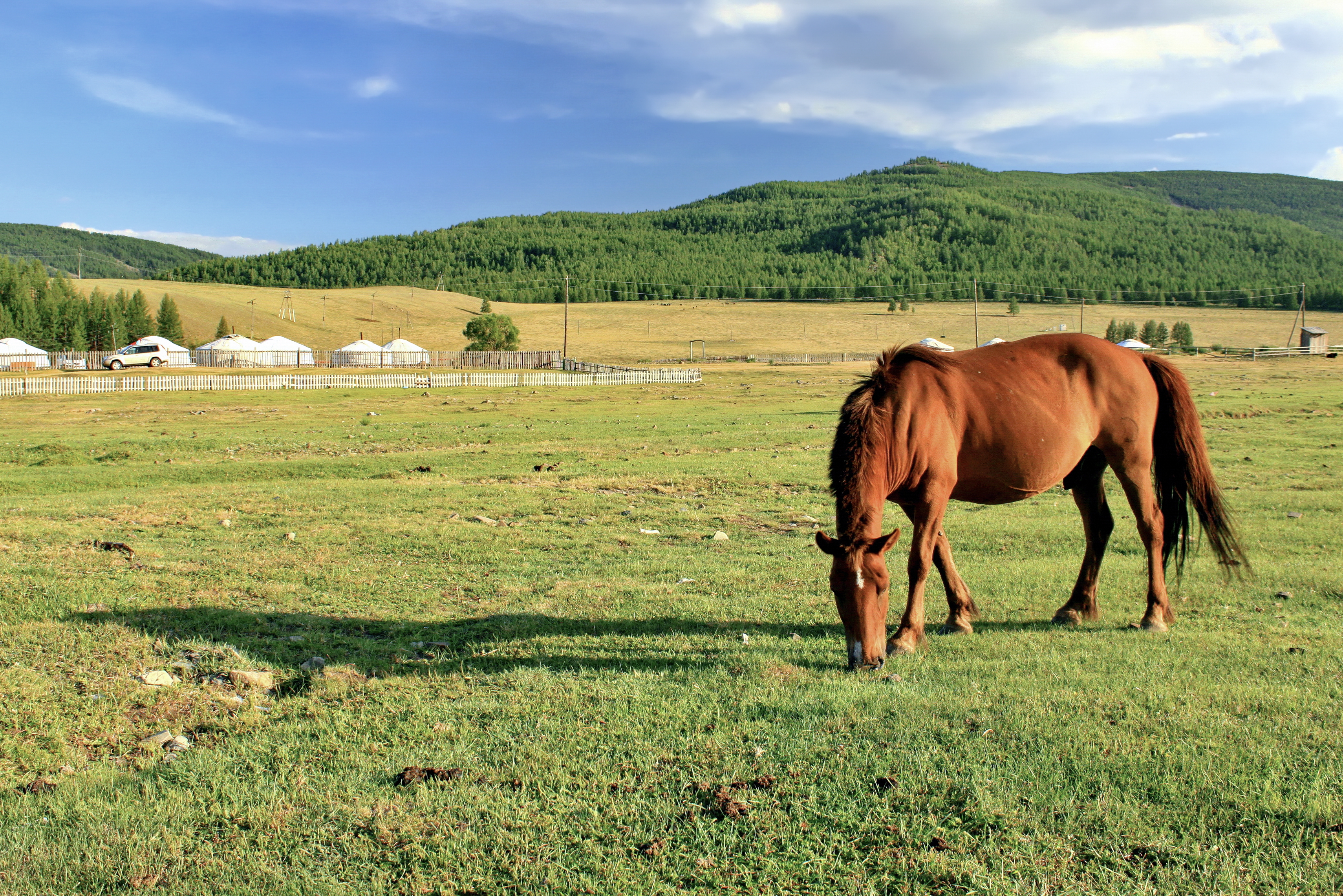 Koń mongolski w Parku Narodowym Gorchi-Tereldż 09