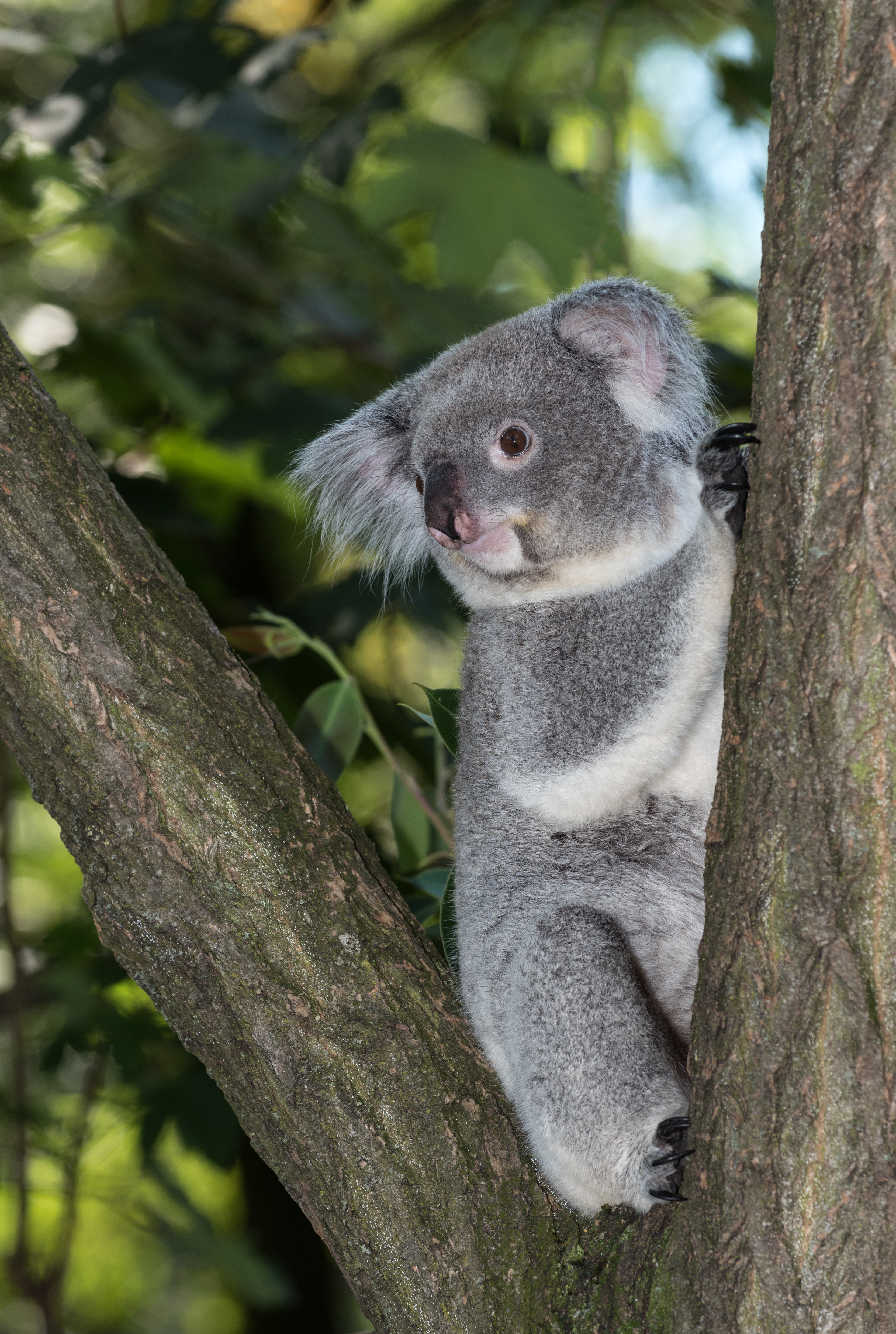 Koala-Zoo-Duisburg-2016-2