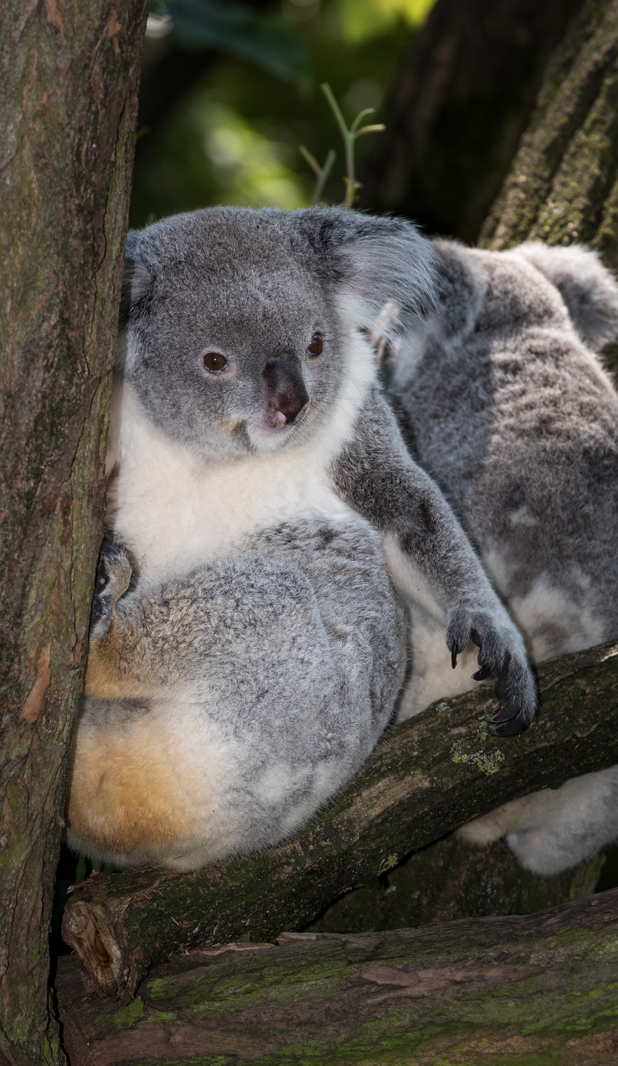 Koala-Zoo-Duisburg-2016