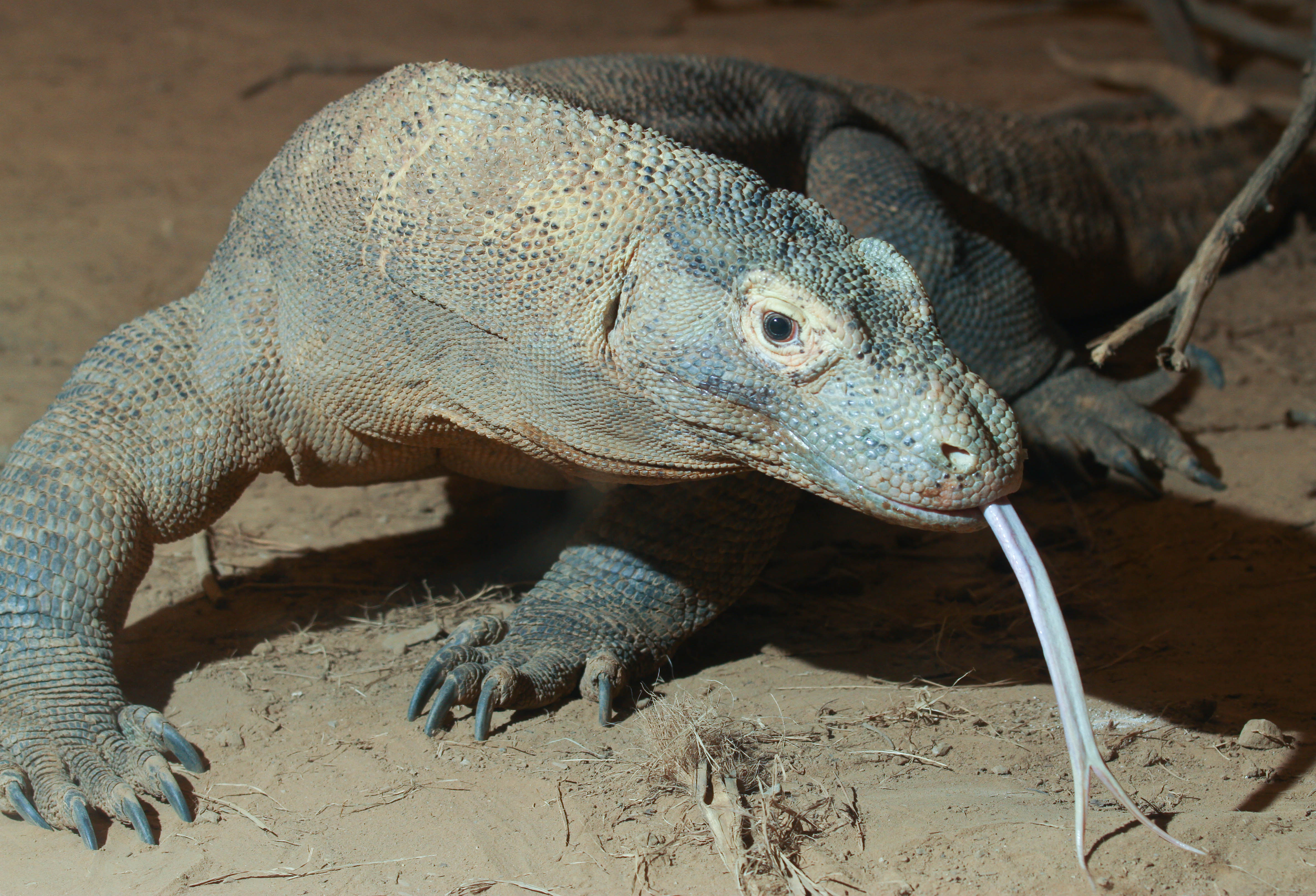 Komodo dragon with tongue