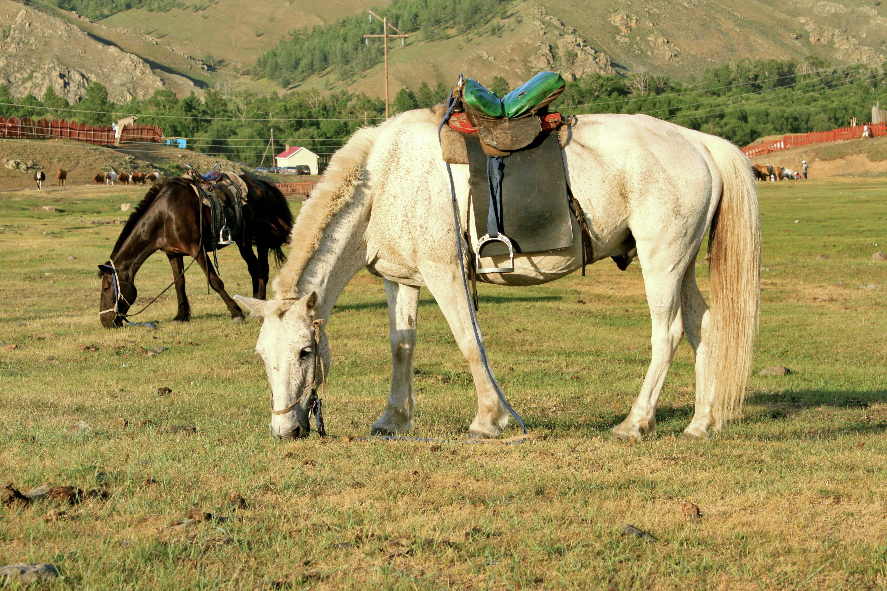 Konie mongolskie w Parku Narodowym Gorchi-Tereldż 04