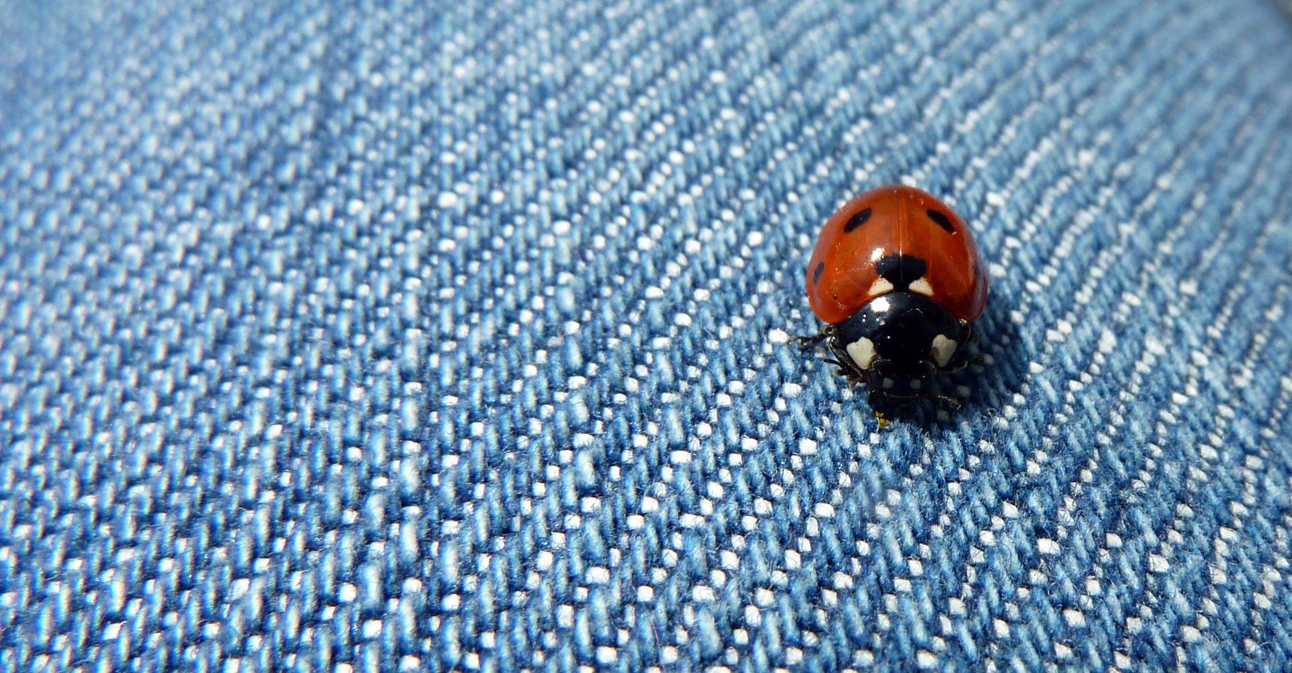 Ladybird on my leg (5946815261)