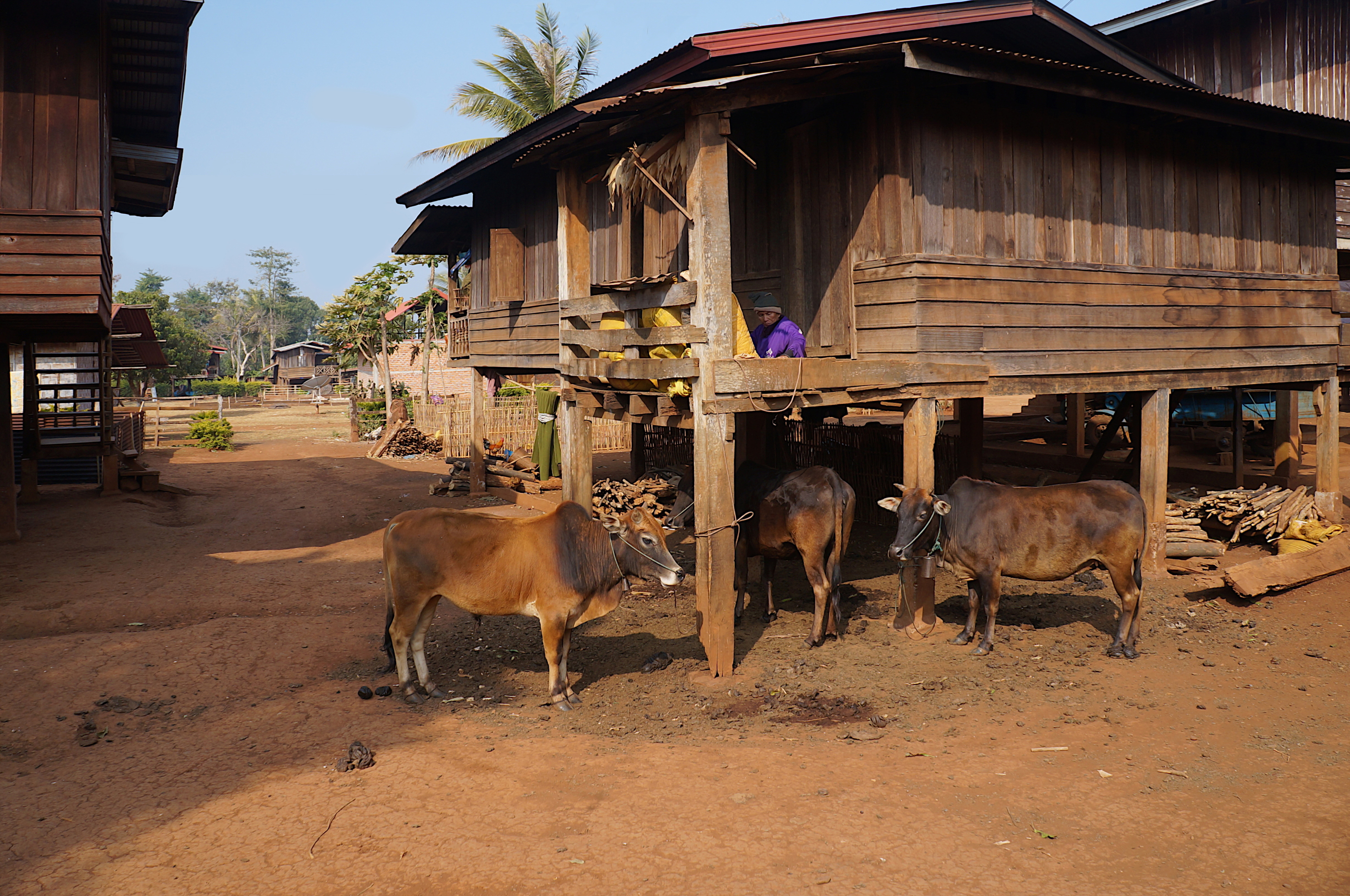 Laos Plateau des Bolovens Ban Lao Ngam (10)