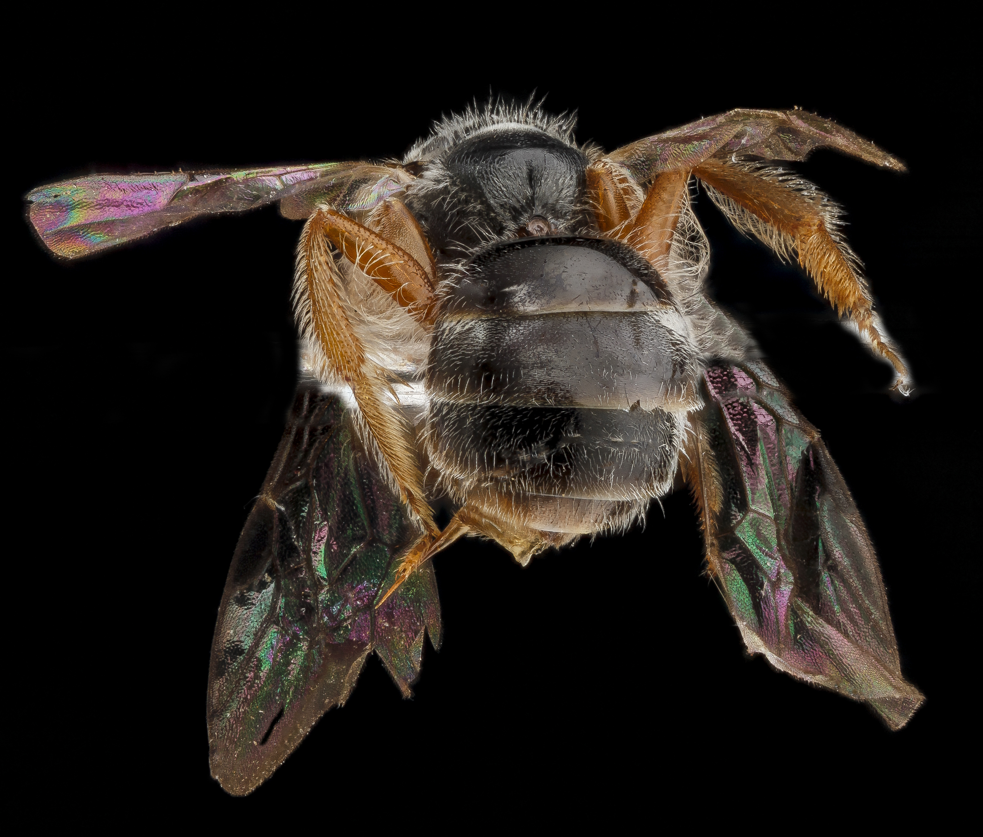 Lasioglossum birkmani, Female, Back2, Nacogodoches County, Texas 2012-10-23-08.52.36 ZS PMax (8123818069)