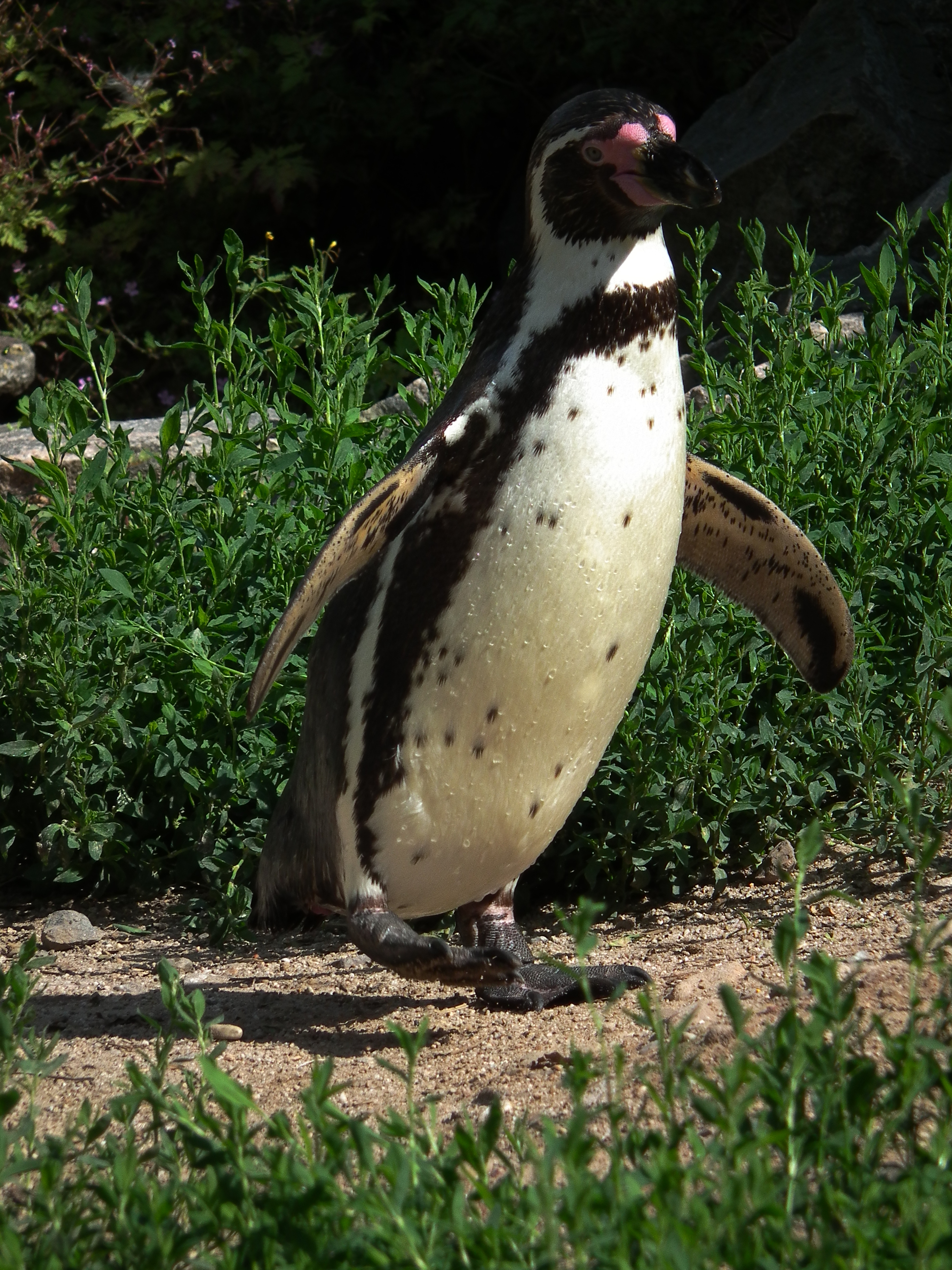 Laufender Humboldt-Pinguin Zoo Landau Juni 2011