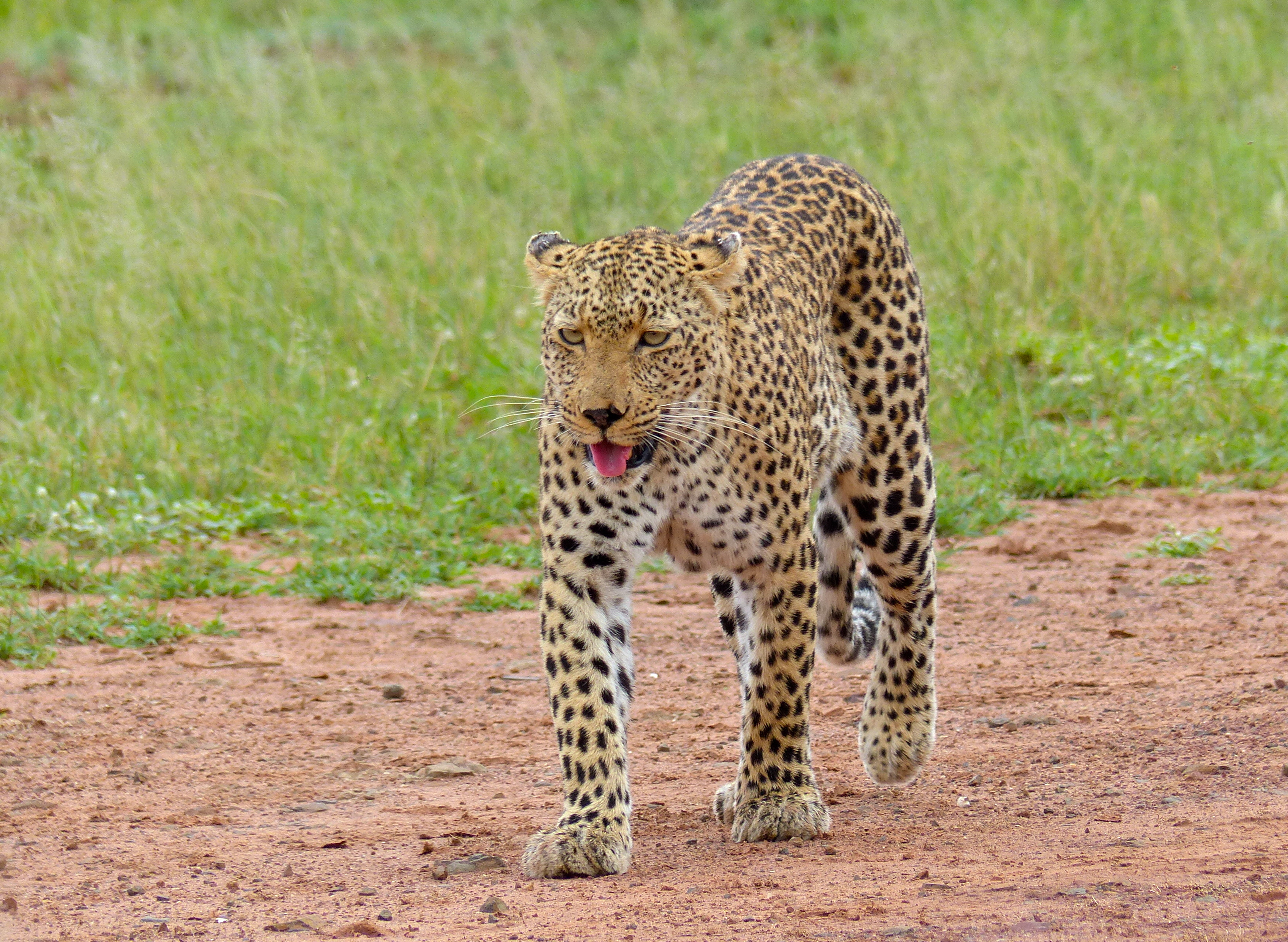 Leopard (Panthera pardus) female (13901064692)