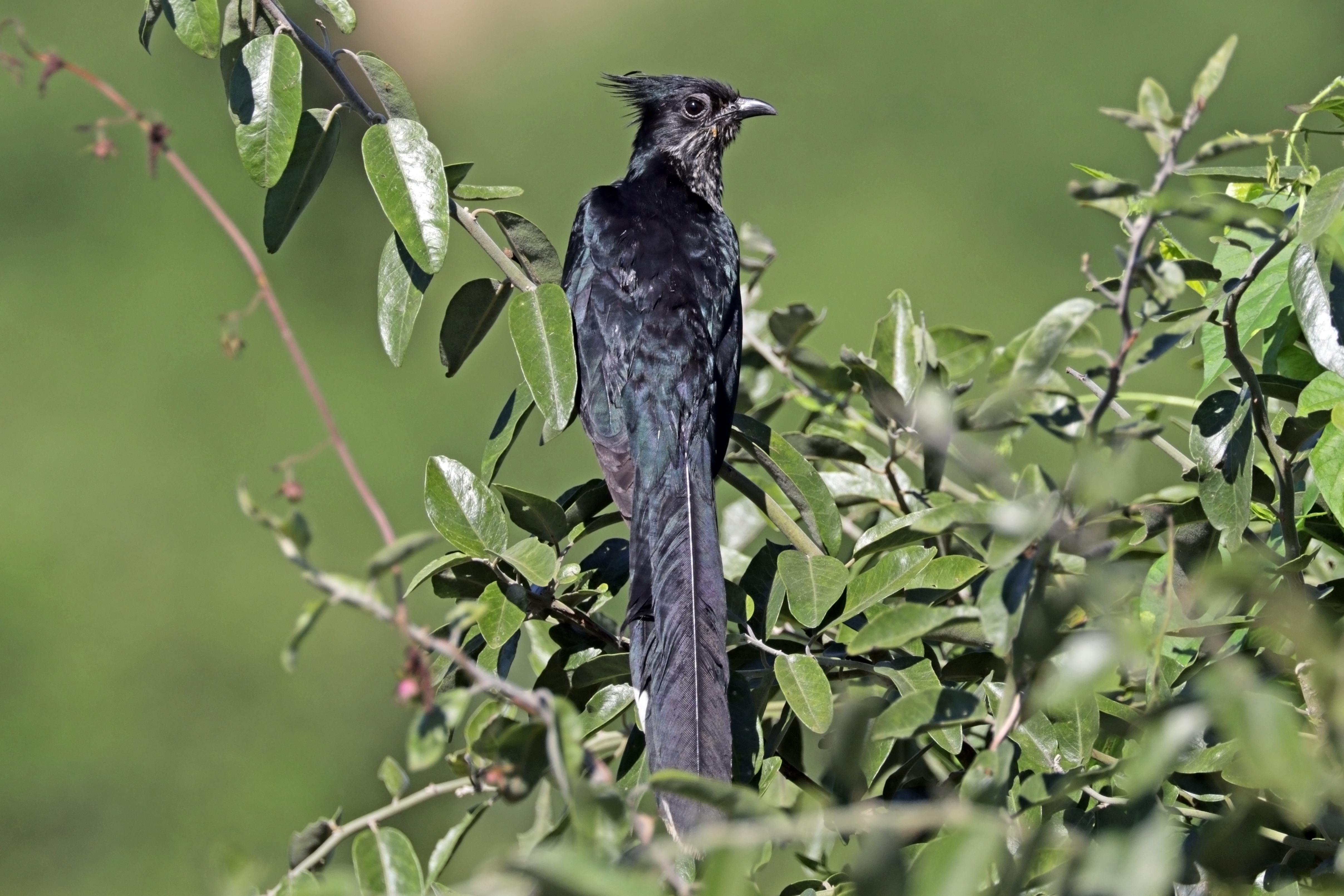 Levaillant's cuckoo (Clamator levaillantii)