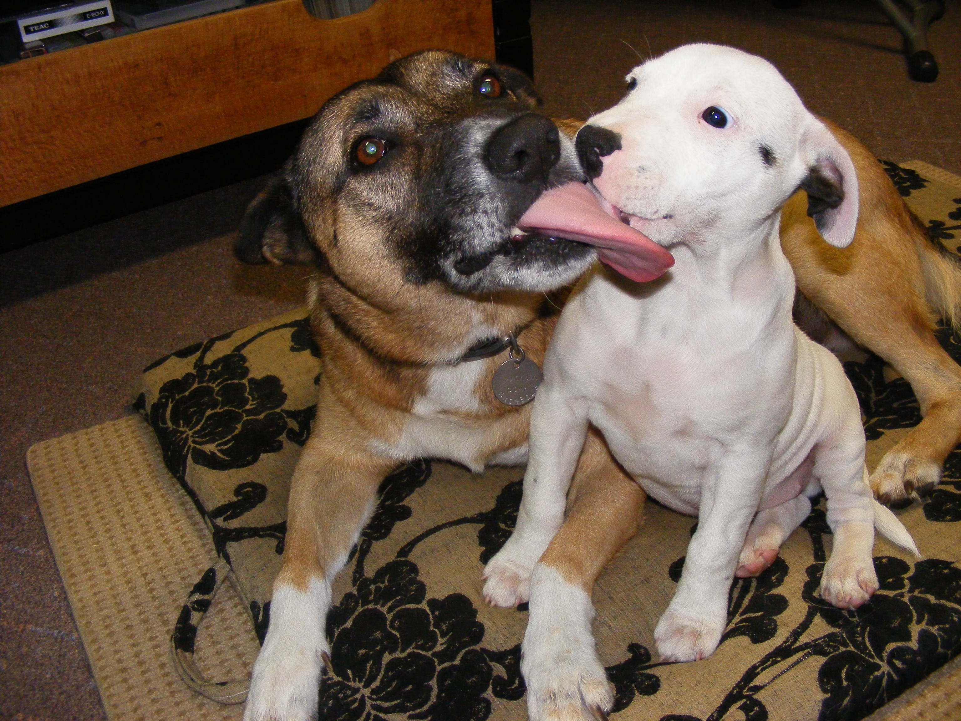 Licking the staffy pup