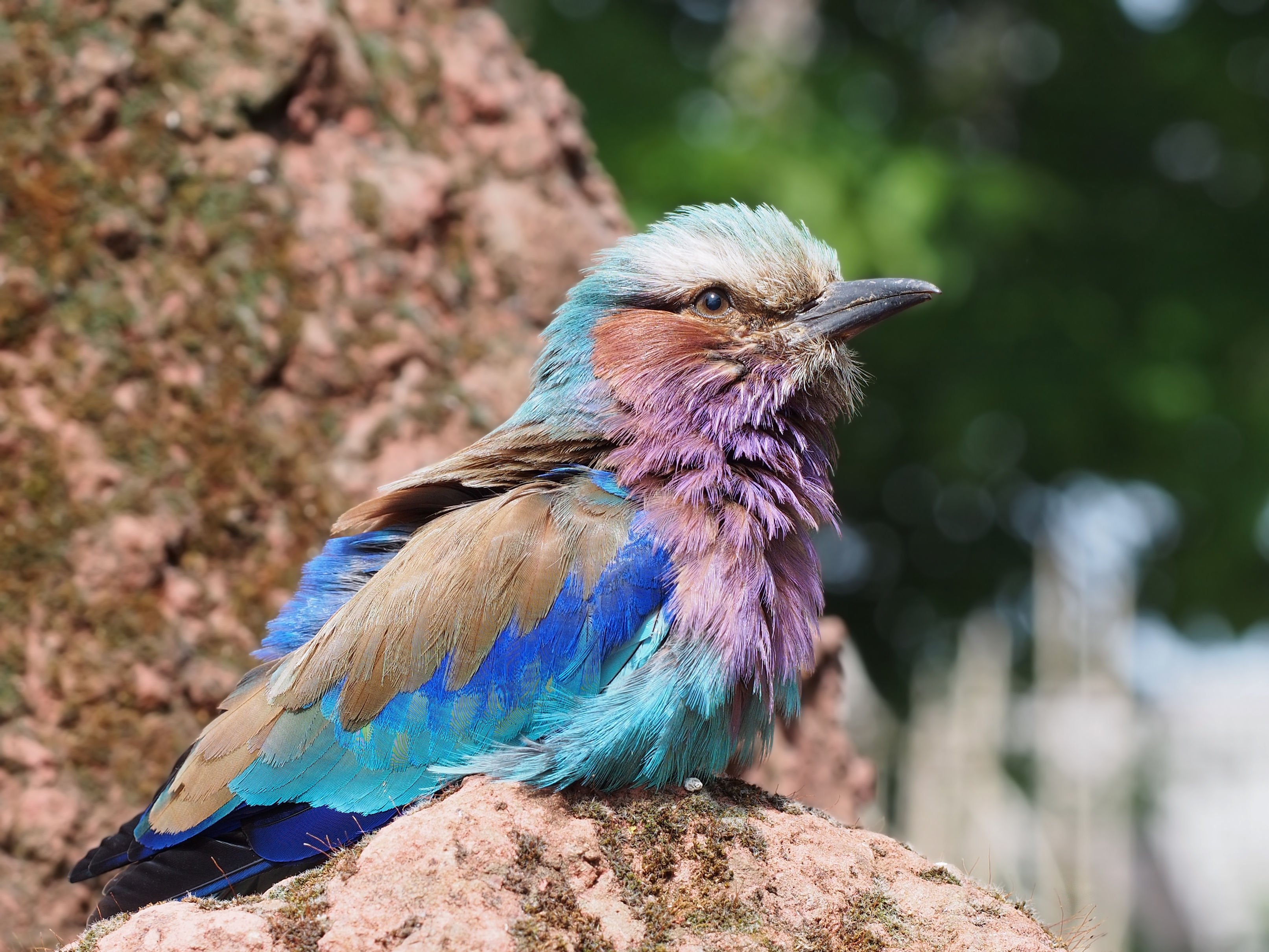 Lilac-breasted Roller 1