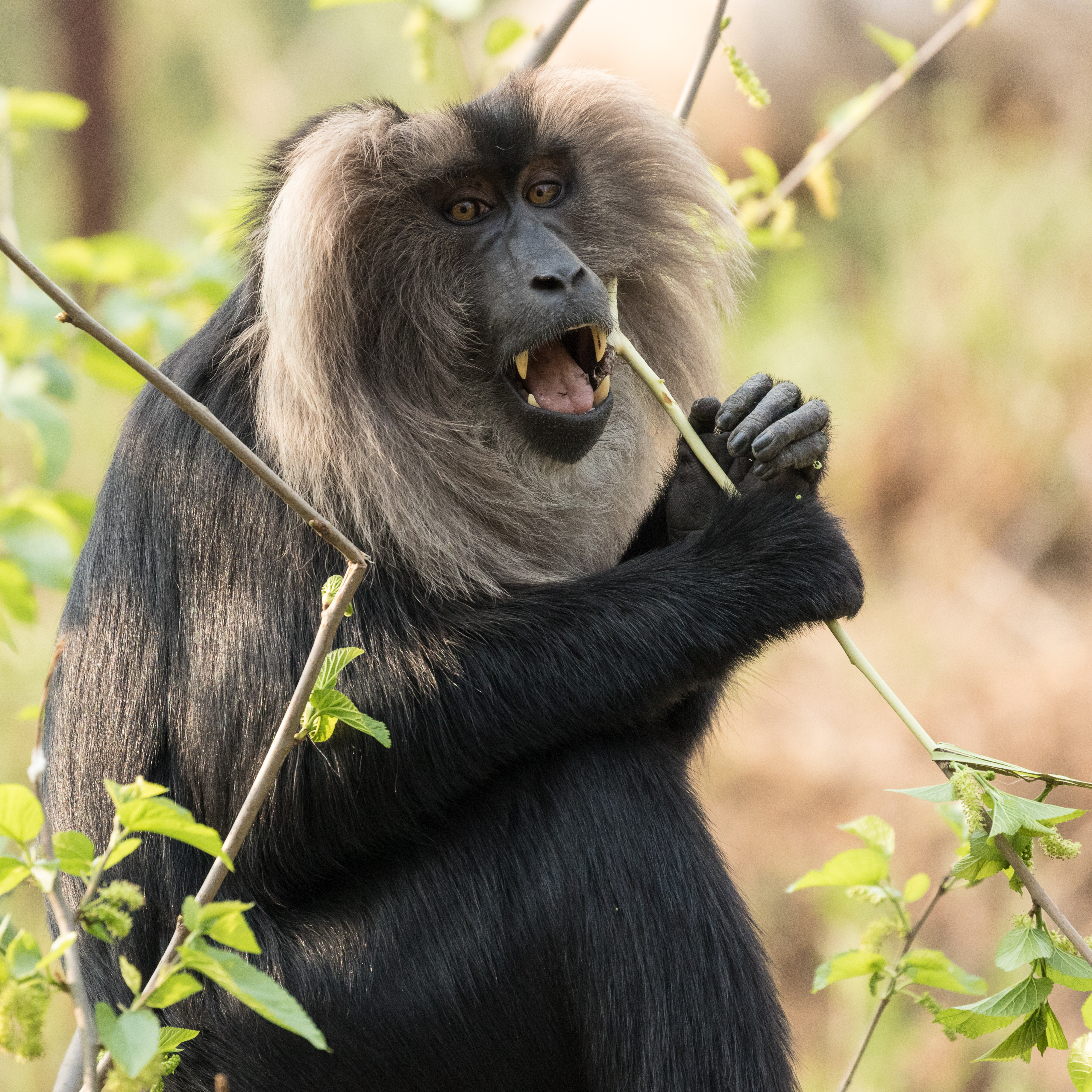 Lion Tailed Macaque at National Zoological Park Delhi
