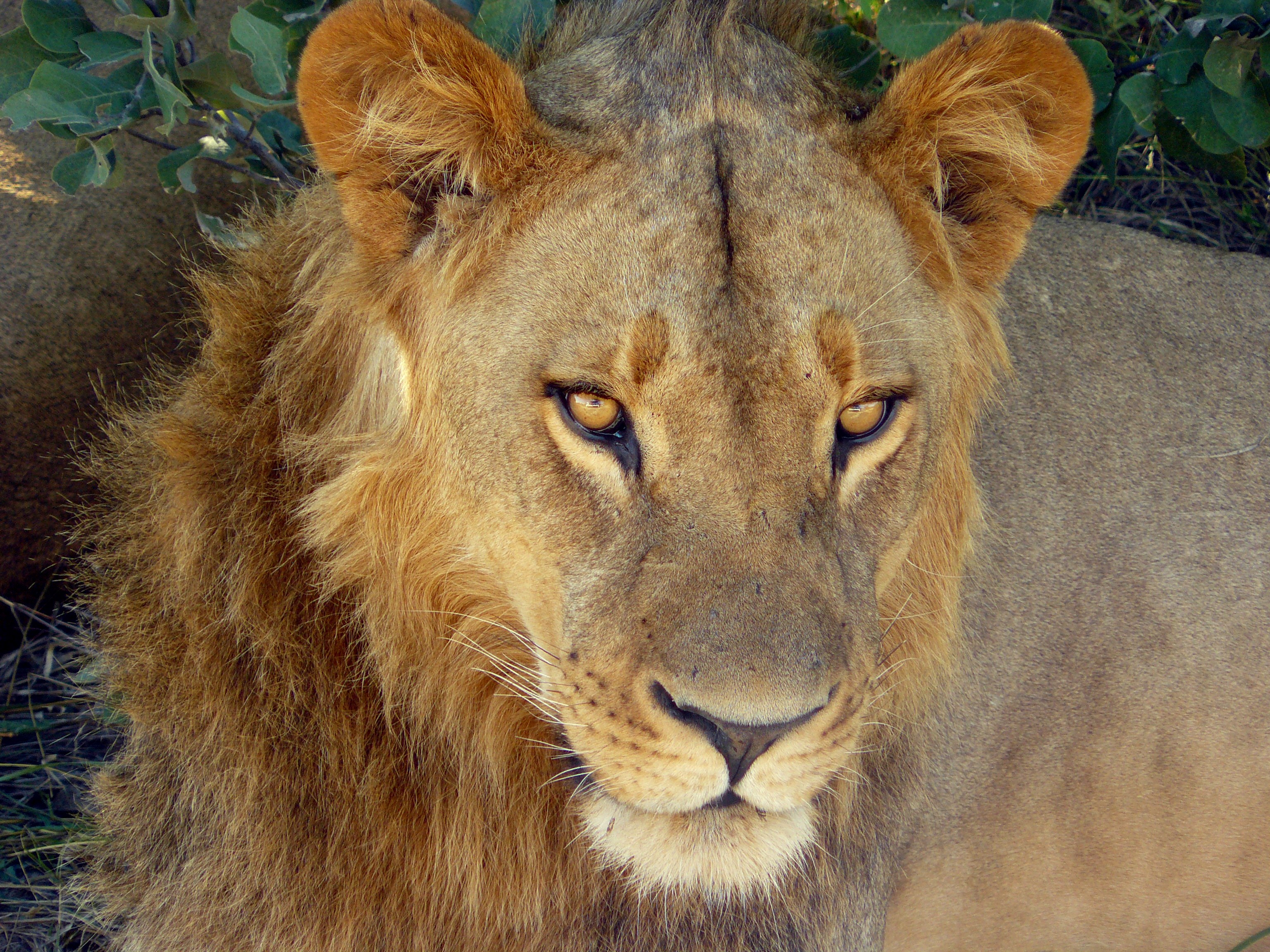 Lions3 chobe national park