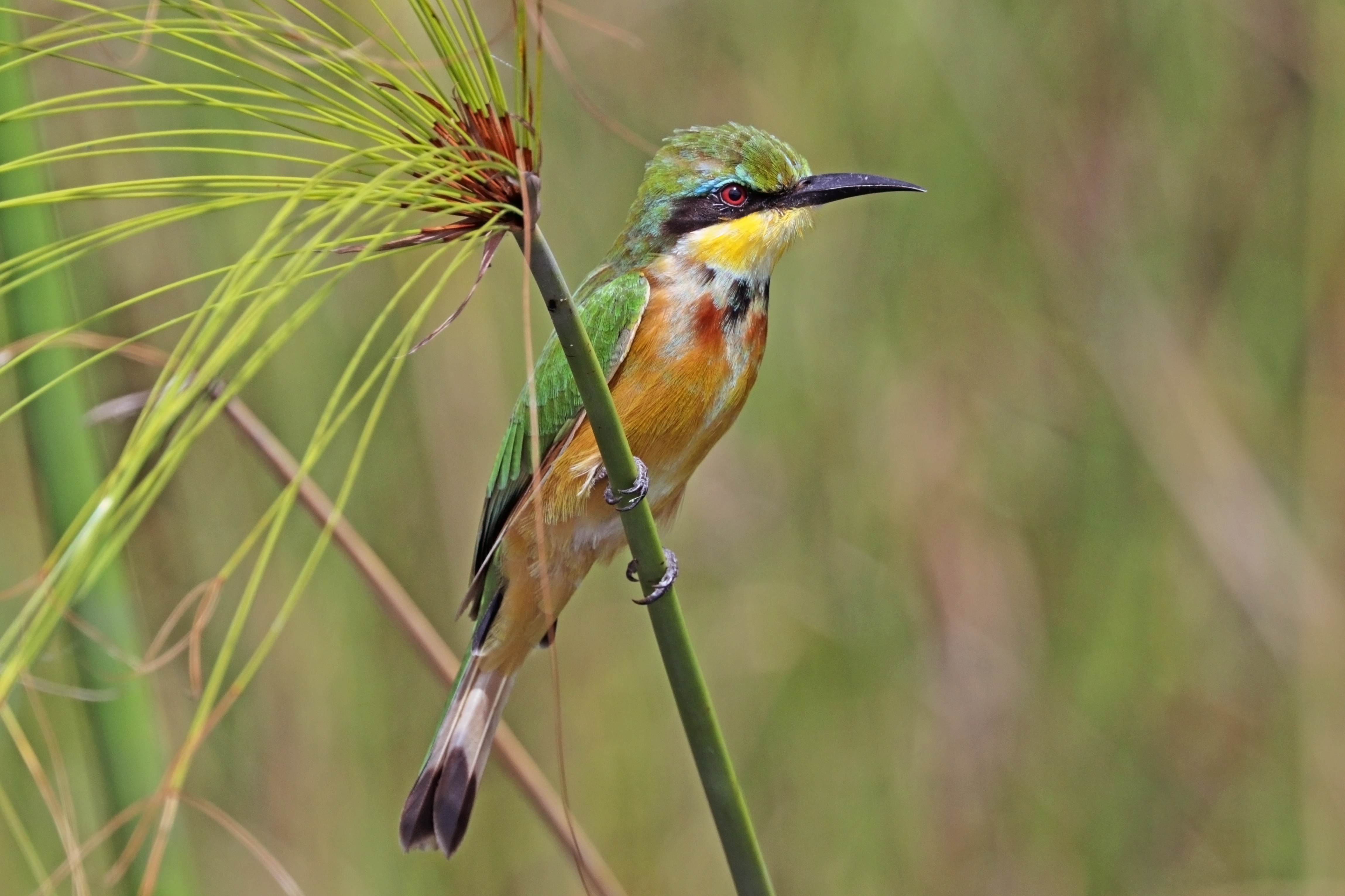 Little bee-eater (Merops pusillus argutus) Namibia