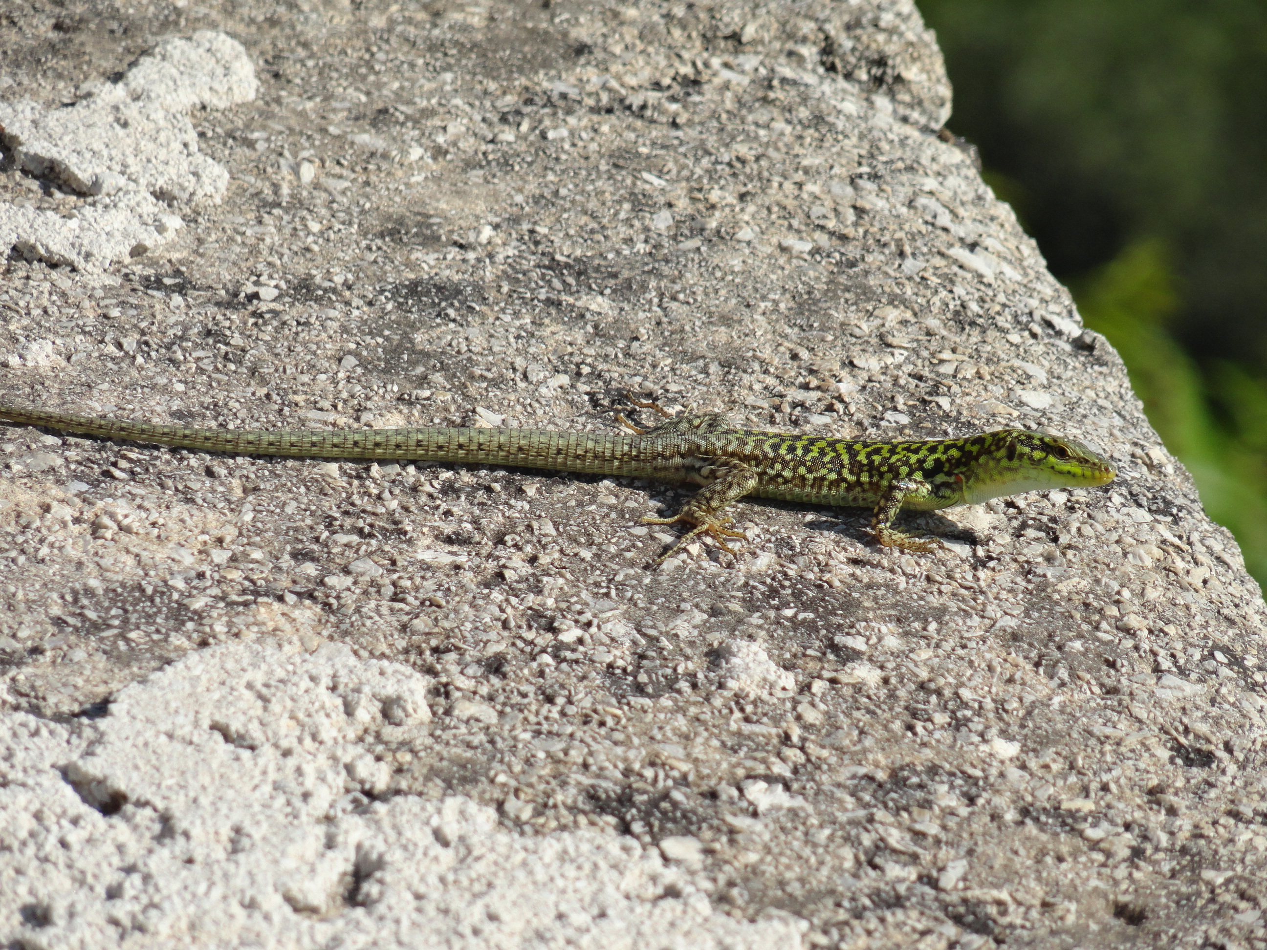 Lizard in Palermo, Sicily, It (9448356179)