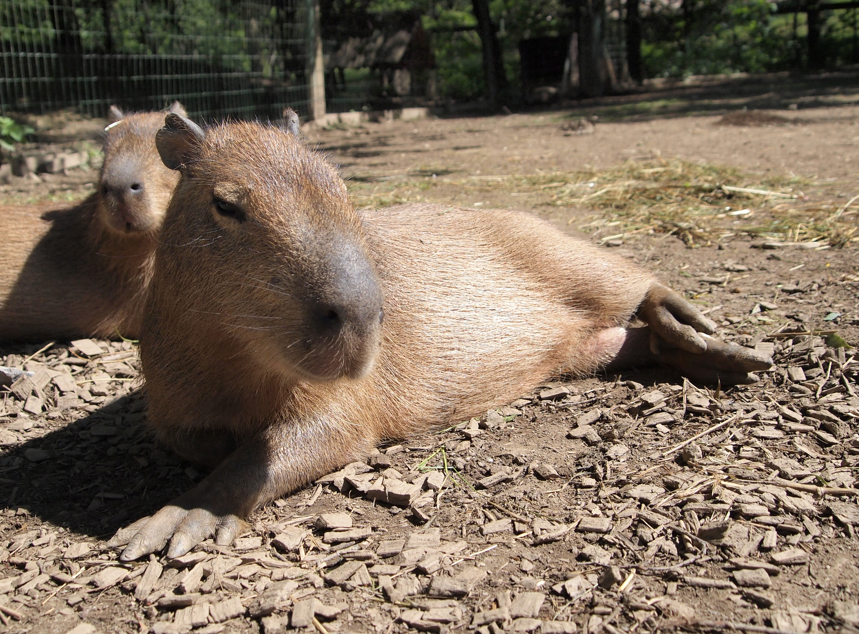 Ljubljana zoo - capybara