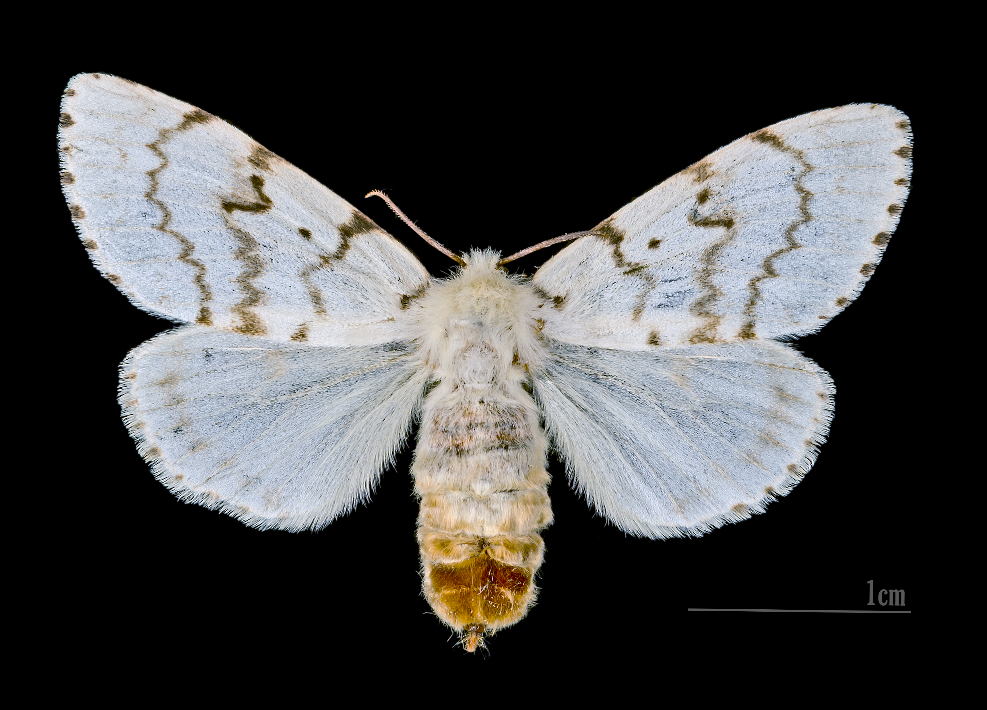 Lymantria dispar MHNT.CUT.2012.0.357 Claix (Isère) Female Dos