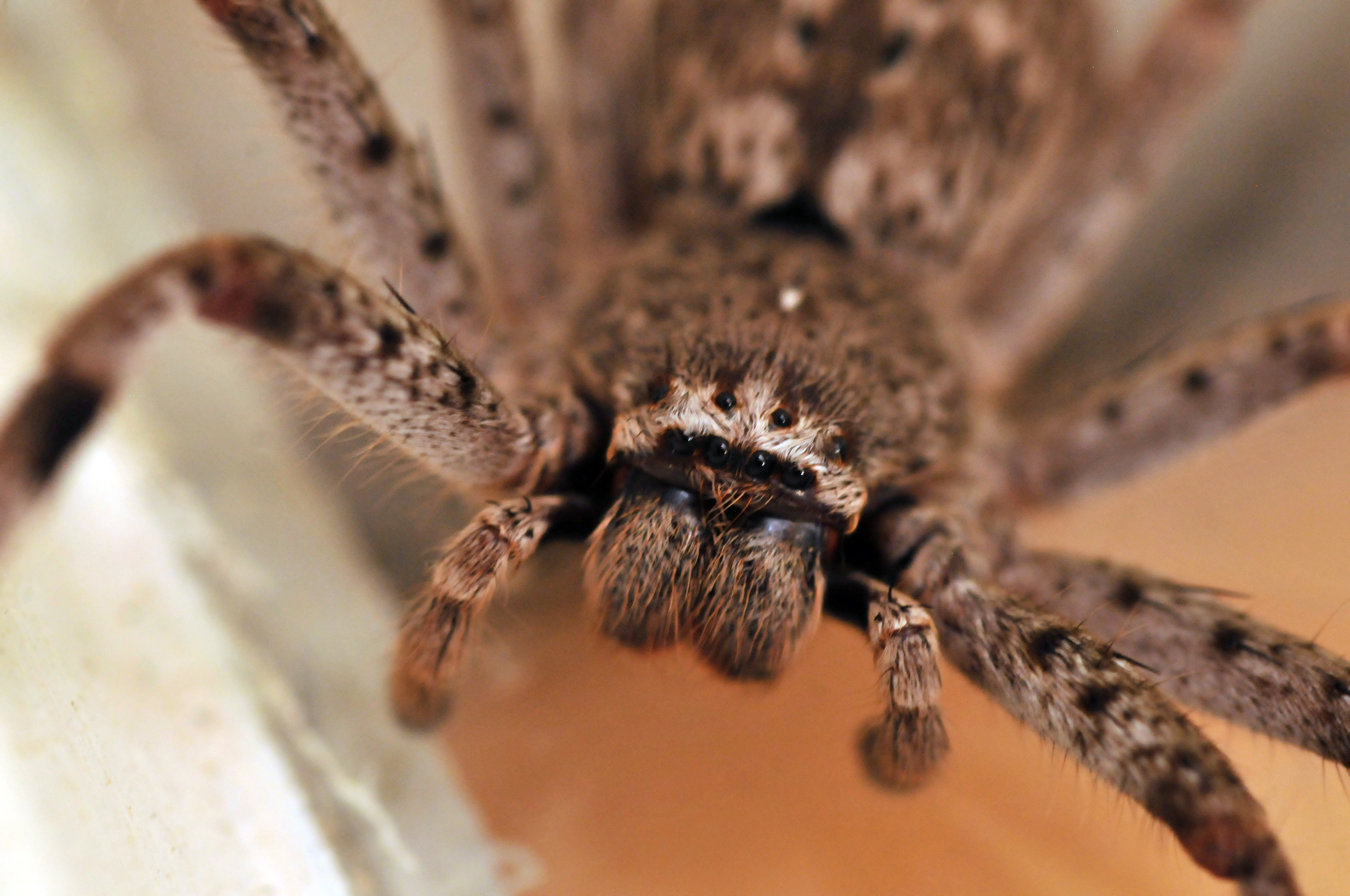 Macro image of huntsman spider front-on