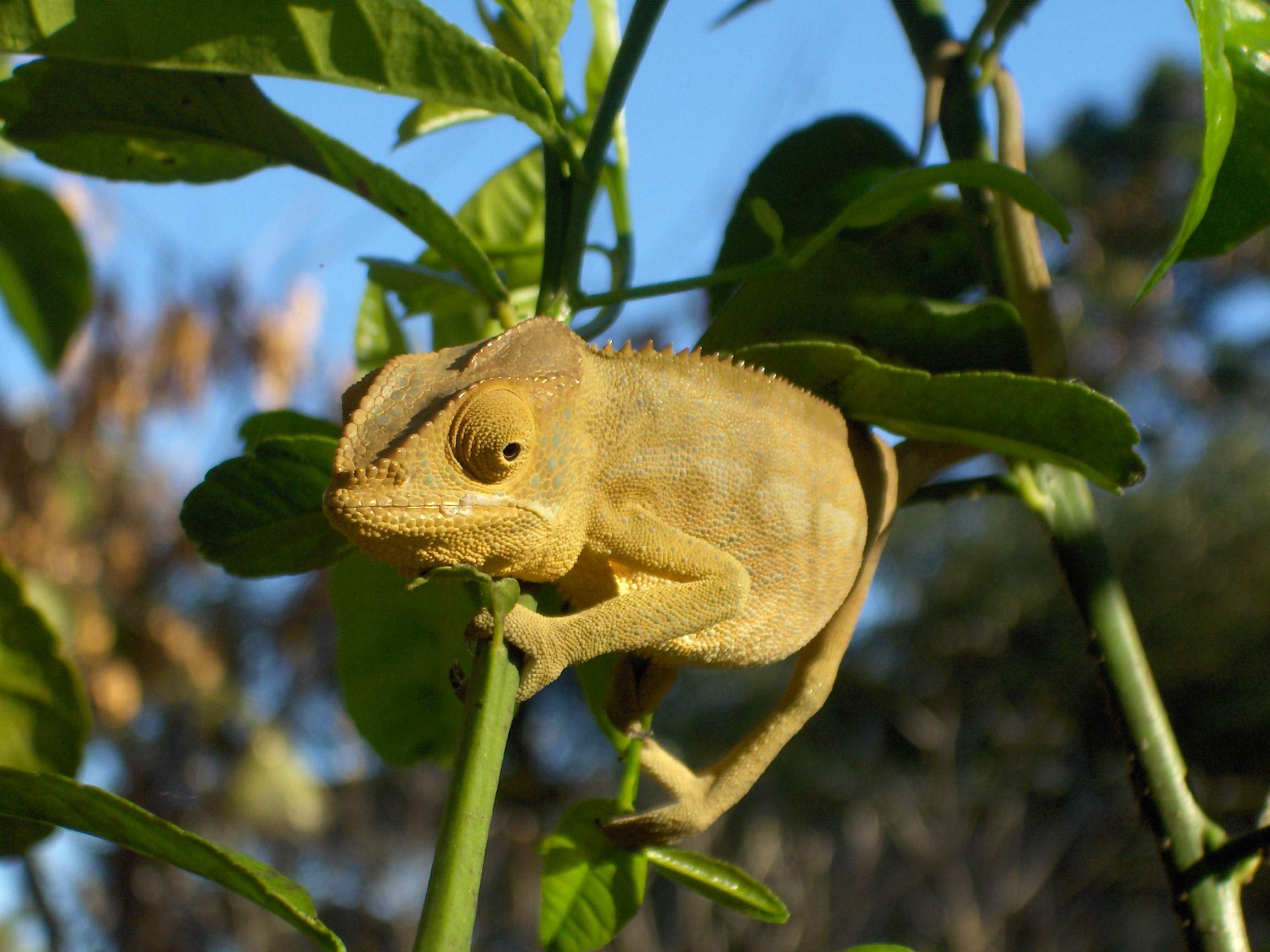 Madagascar-Chameleon