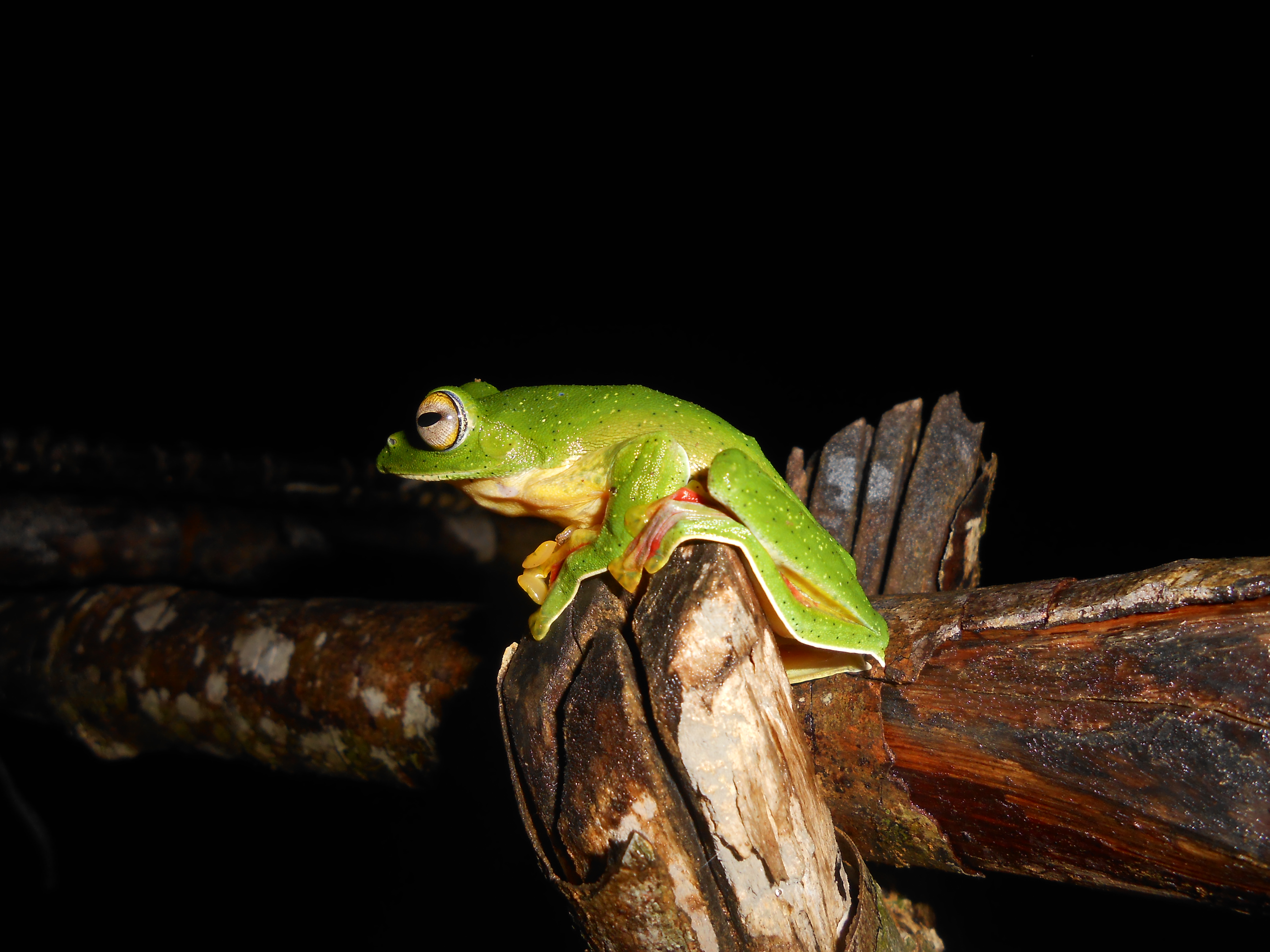 Malabar gliding frog on tree