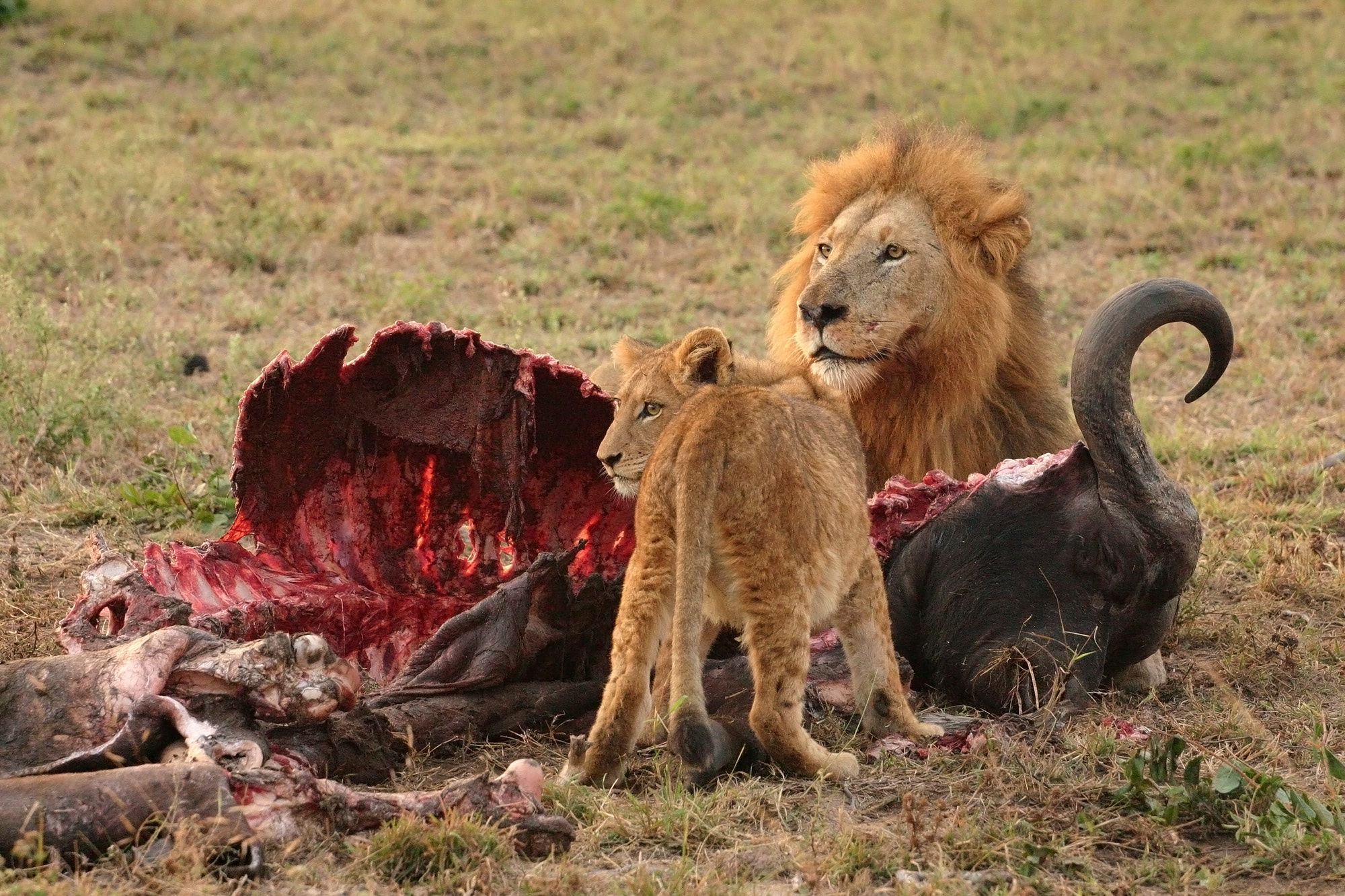 Male Lion and Cub Chitwa South Africa Luca Galuzzi 2004 edit1