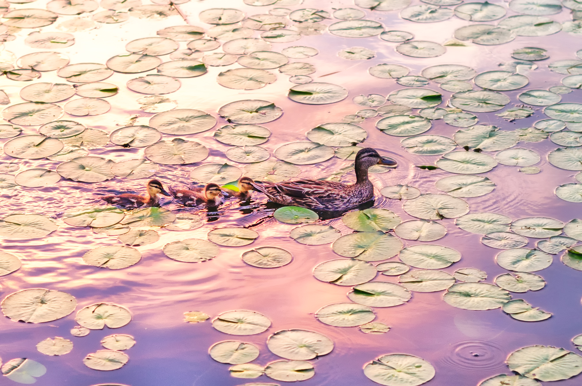 Mallard Family in Lily Pads (19026780264)
