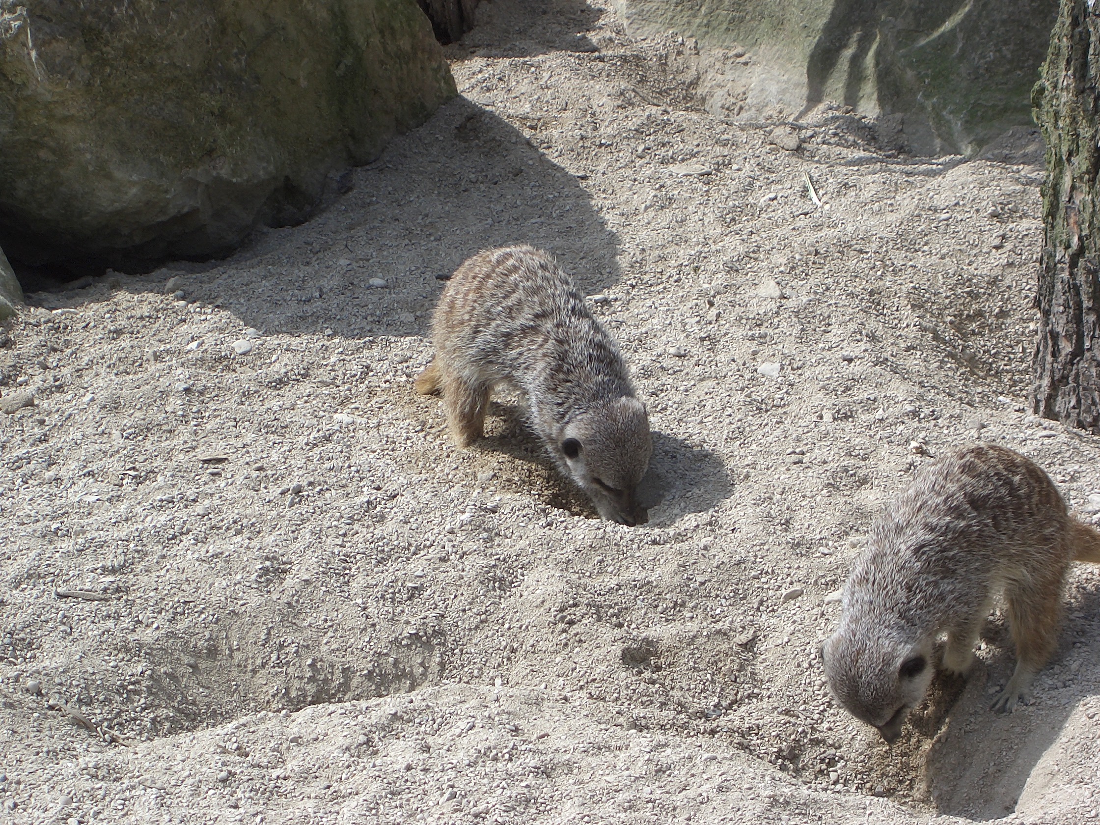 Meerkats Digging 1 Zoo May 2005