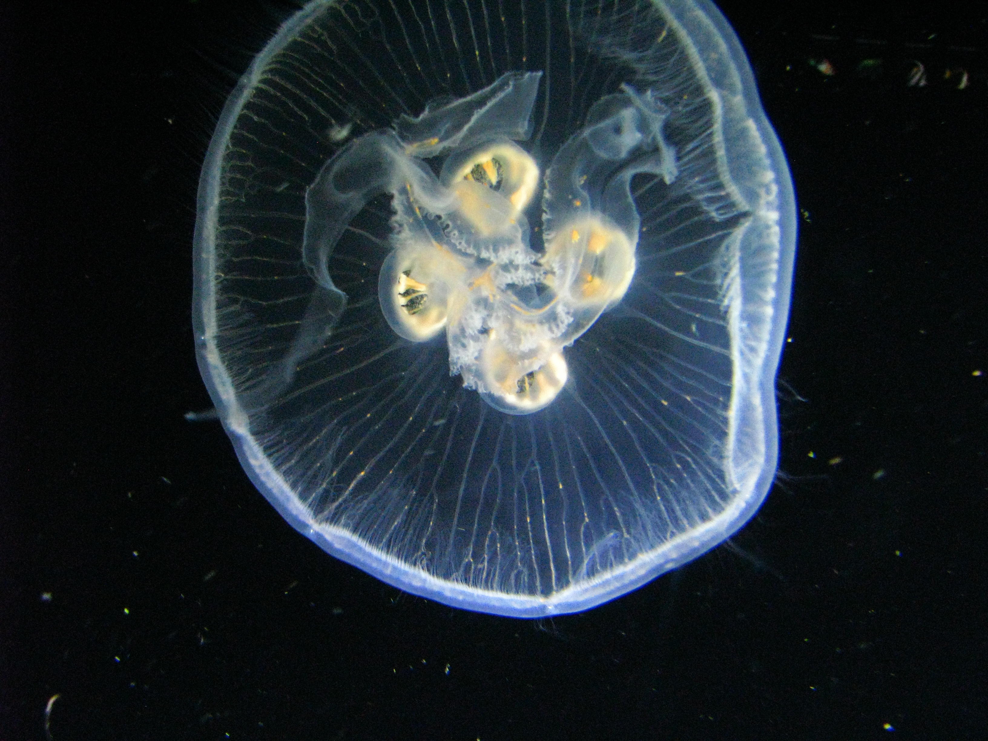 Moon Jellyfish (4532366353)