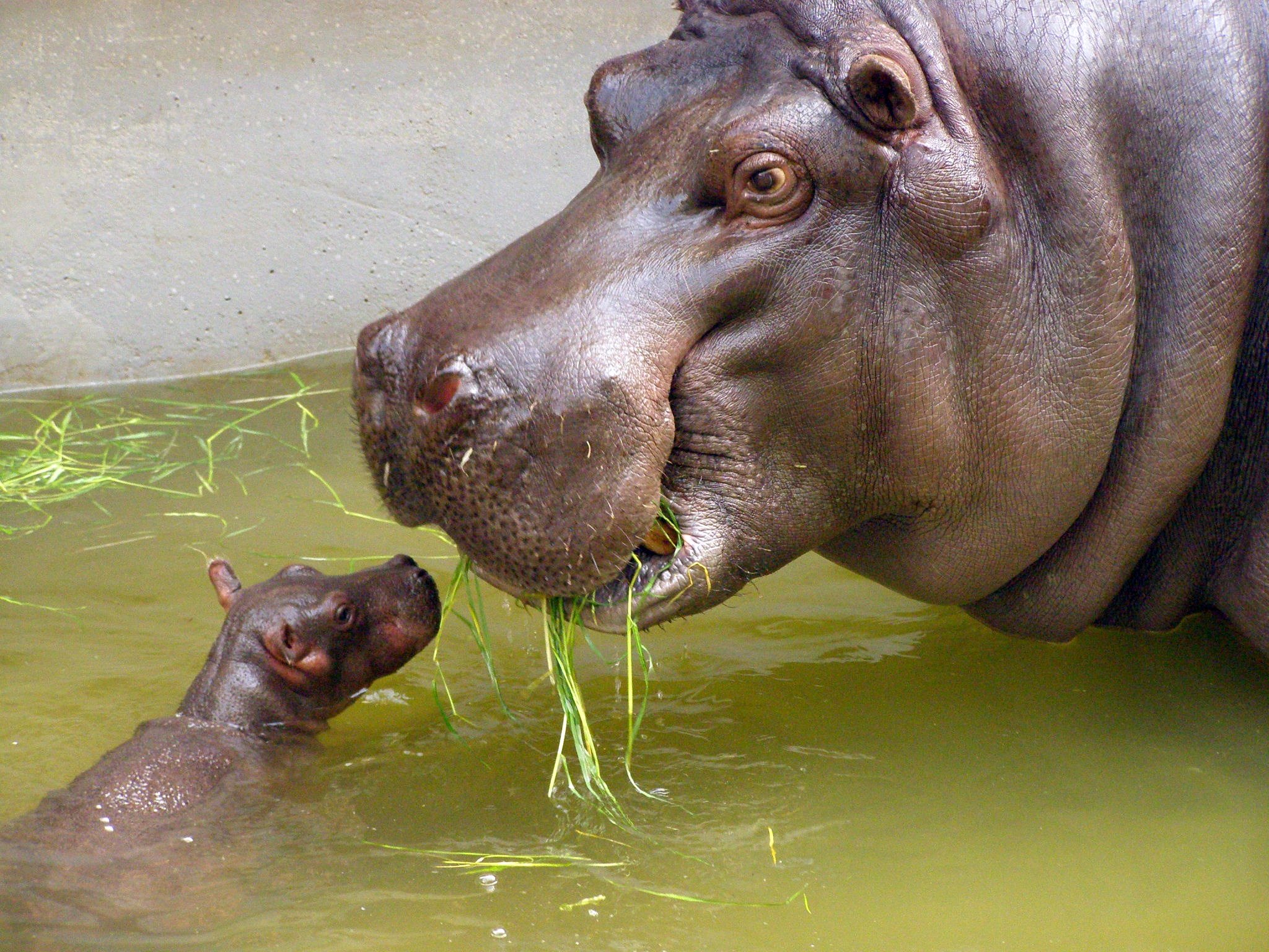 Mother and very small baby hippo