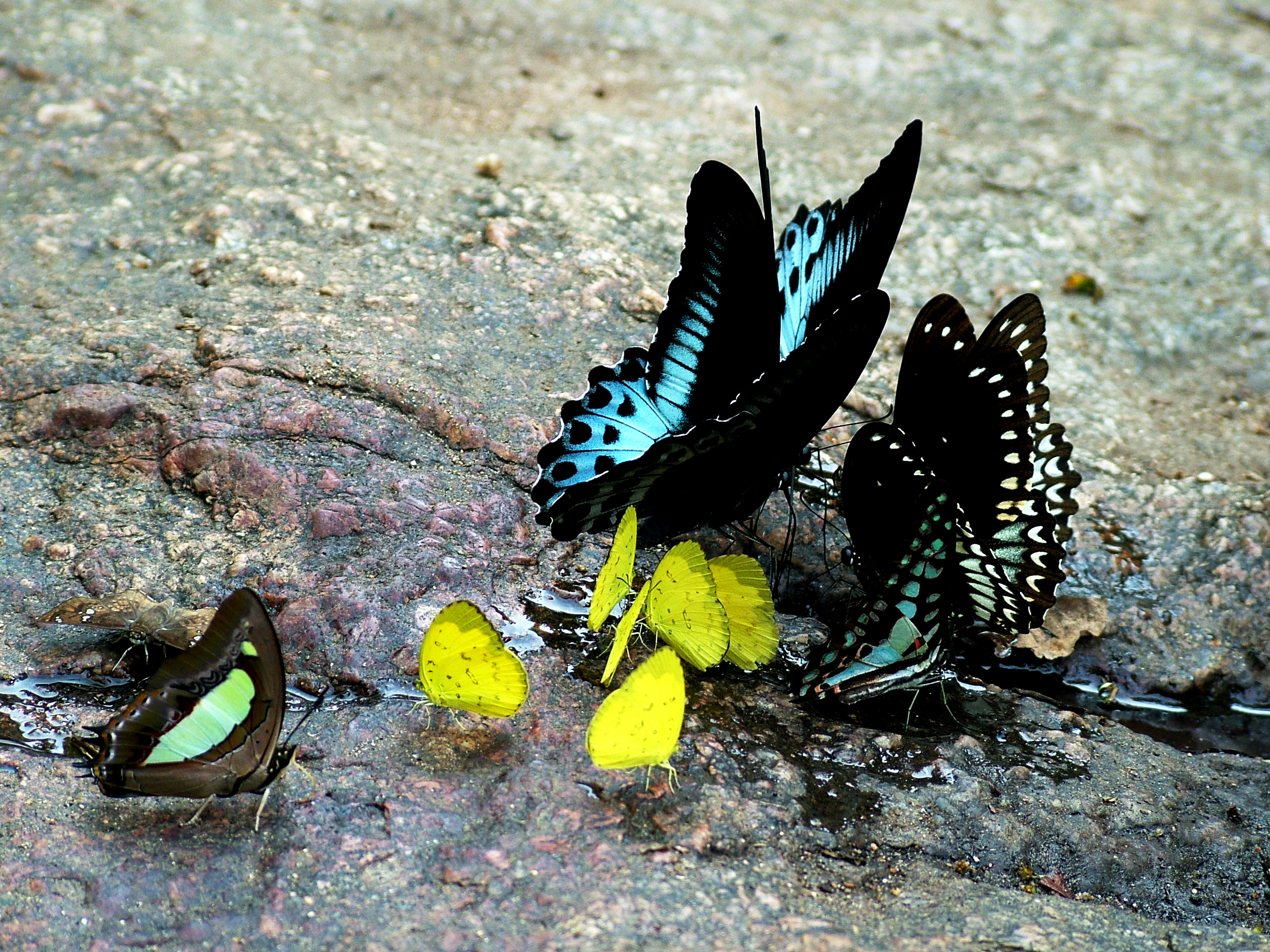 Mud-puddling butterflies by Joseph Lazer