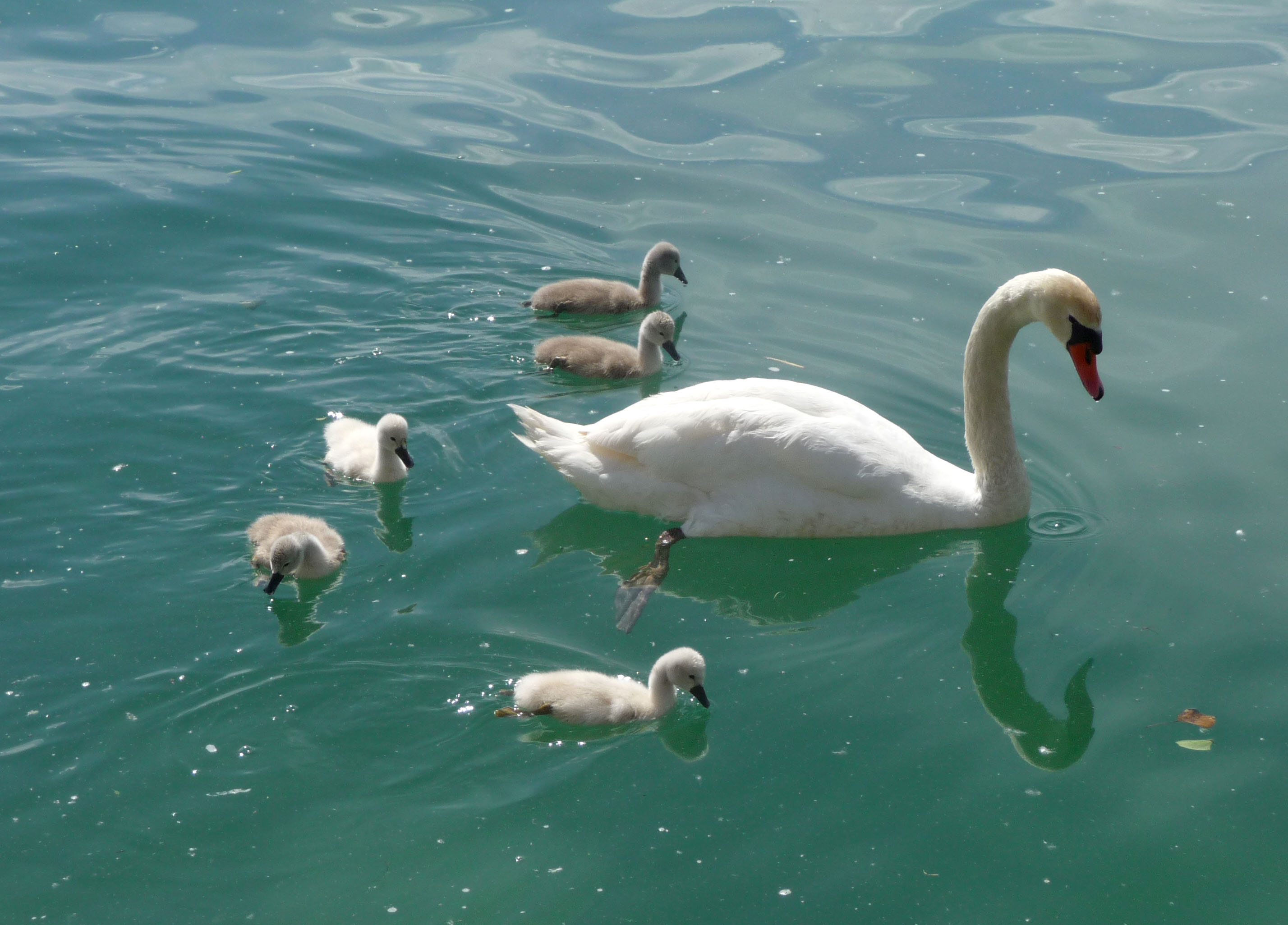 Mute Swan with Cygnets. - Flickr - gailhampshire
