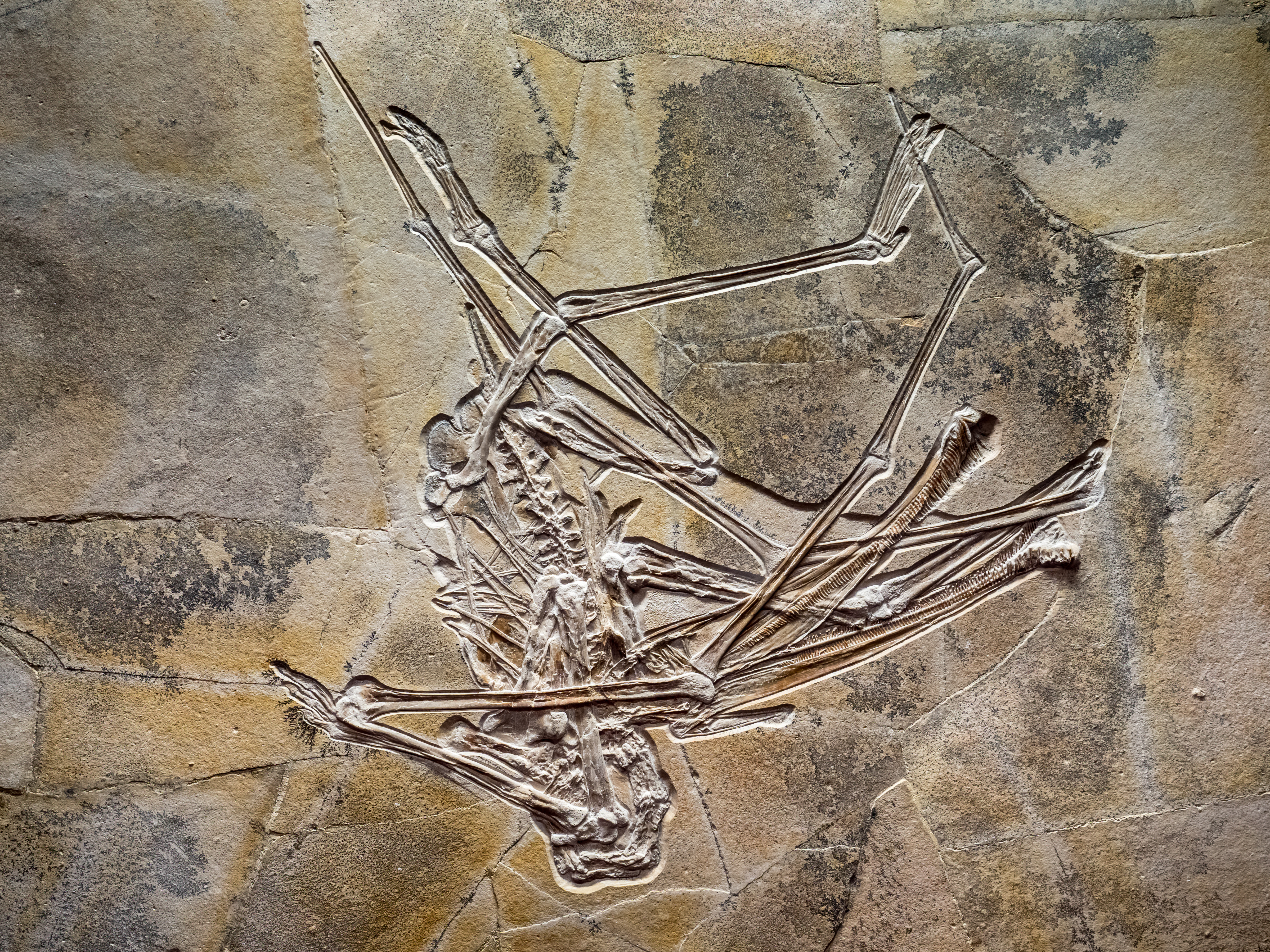 Naturkundemuseum Wattendorfer Flugsaurier Archaeopteryx 17RM1941