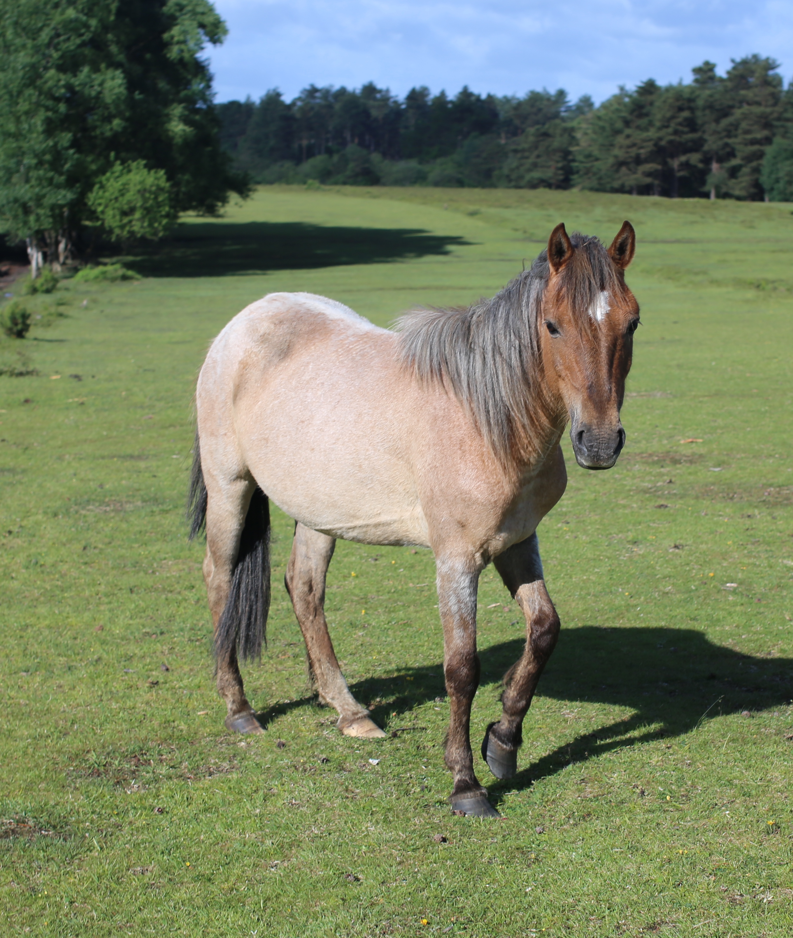 New forrest pony2 june 2013