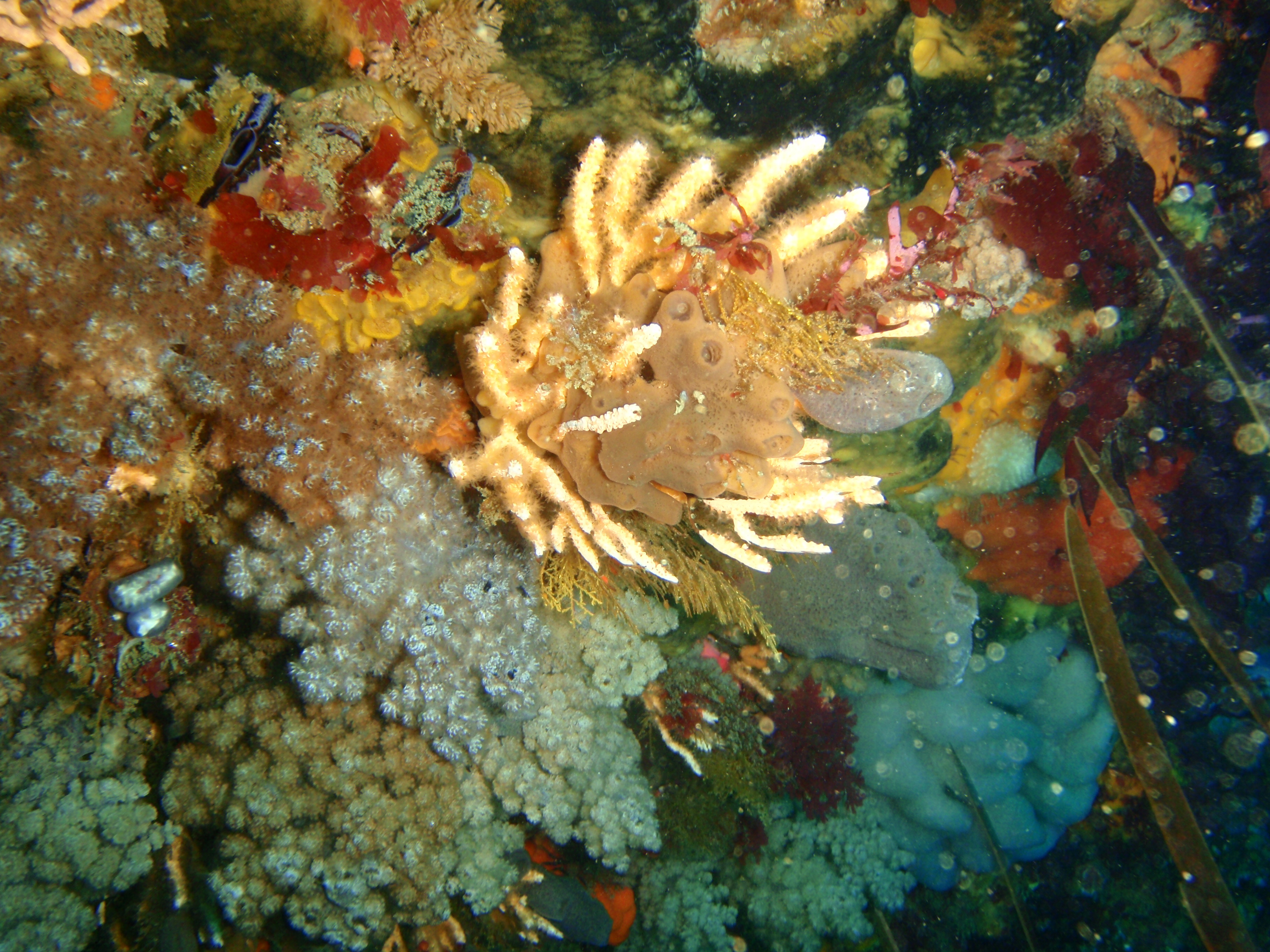Nippled sea fan and sponge at Middelmas PA208662