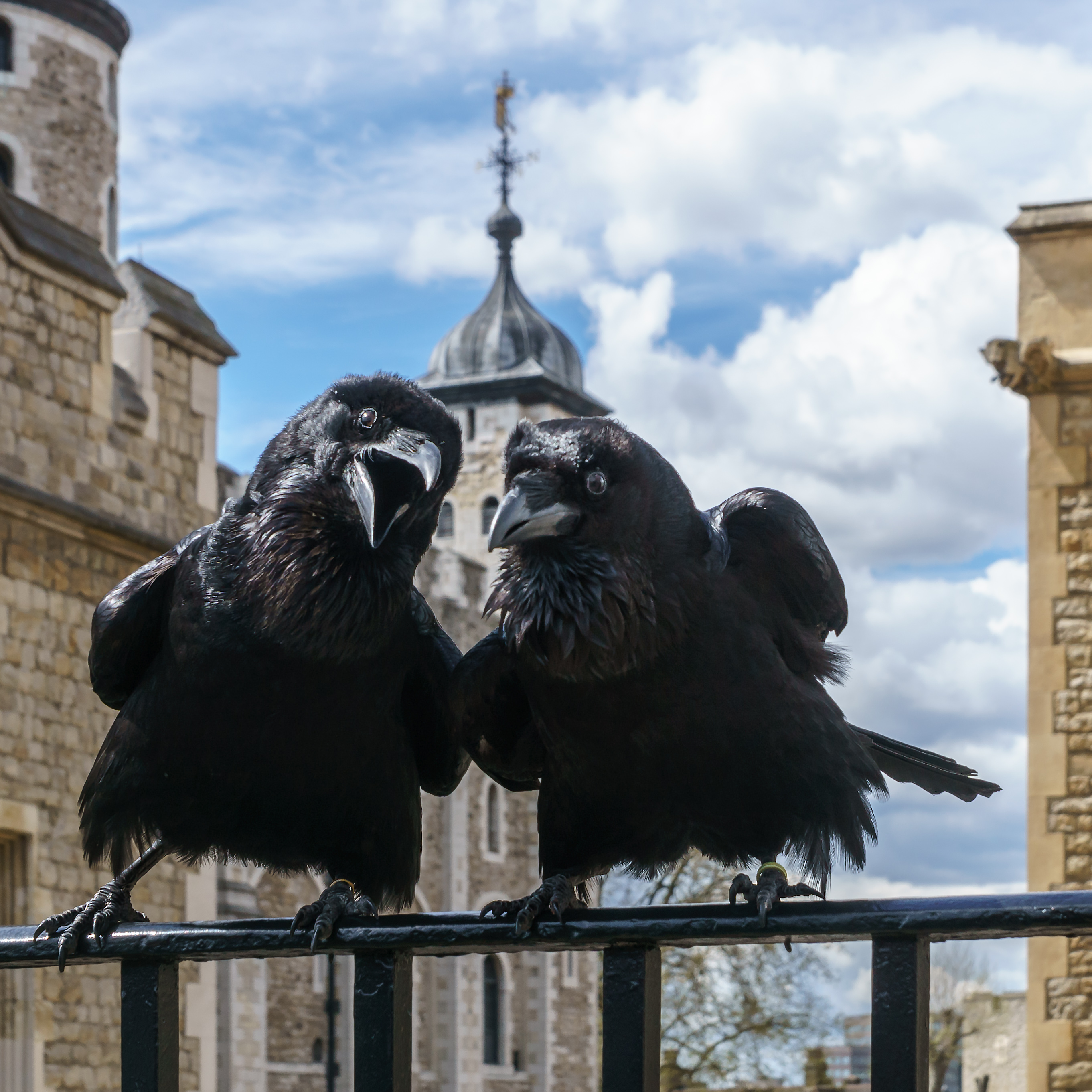 Odin and Thor, Ravens, Tower of London 2016-04-30a