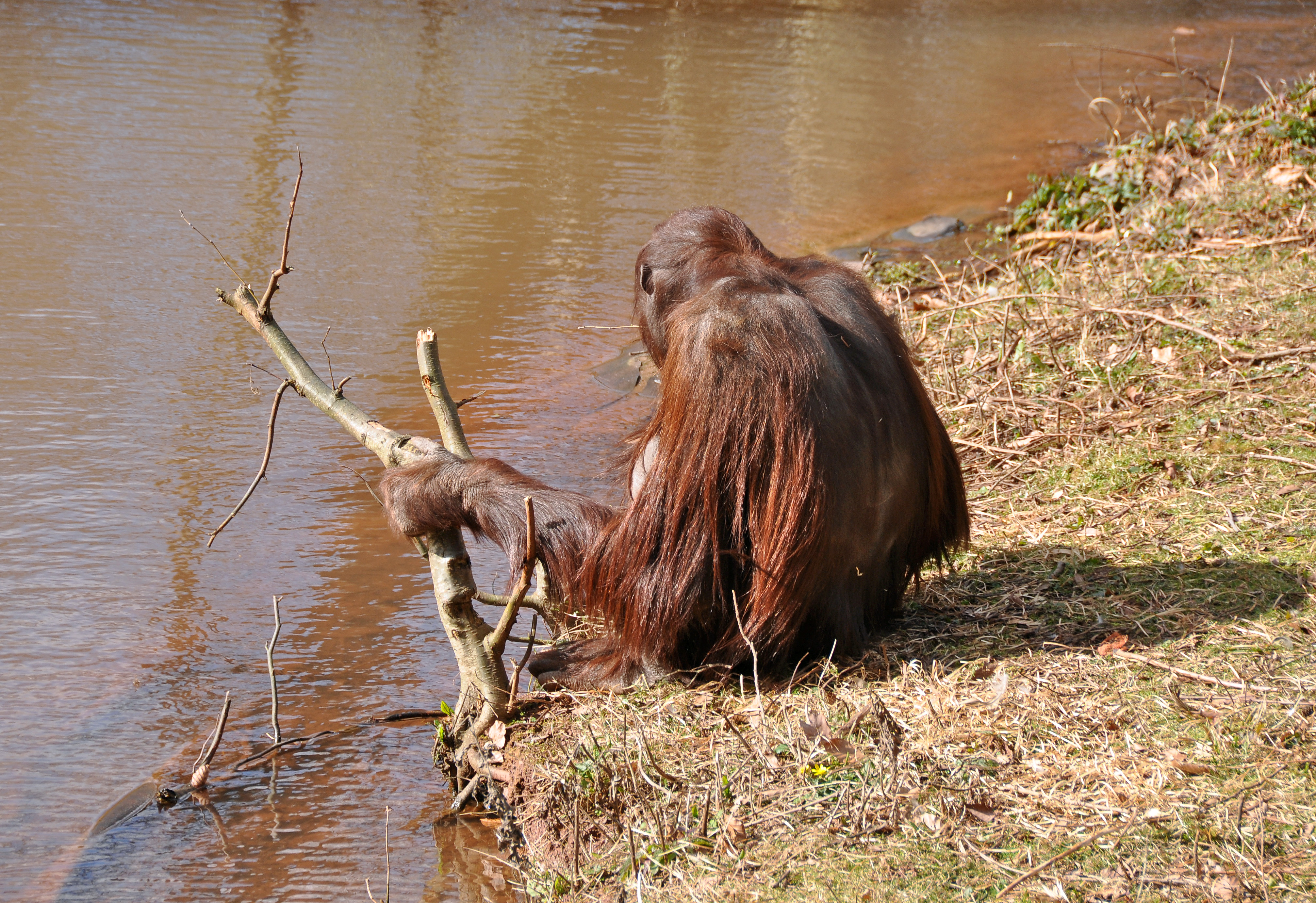 Orangutan in Paignton Zoo