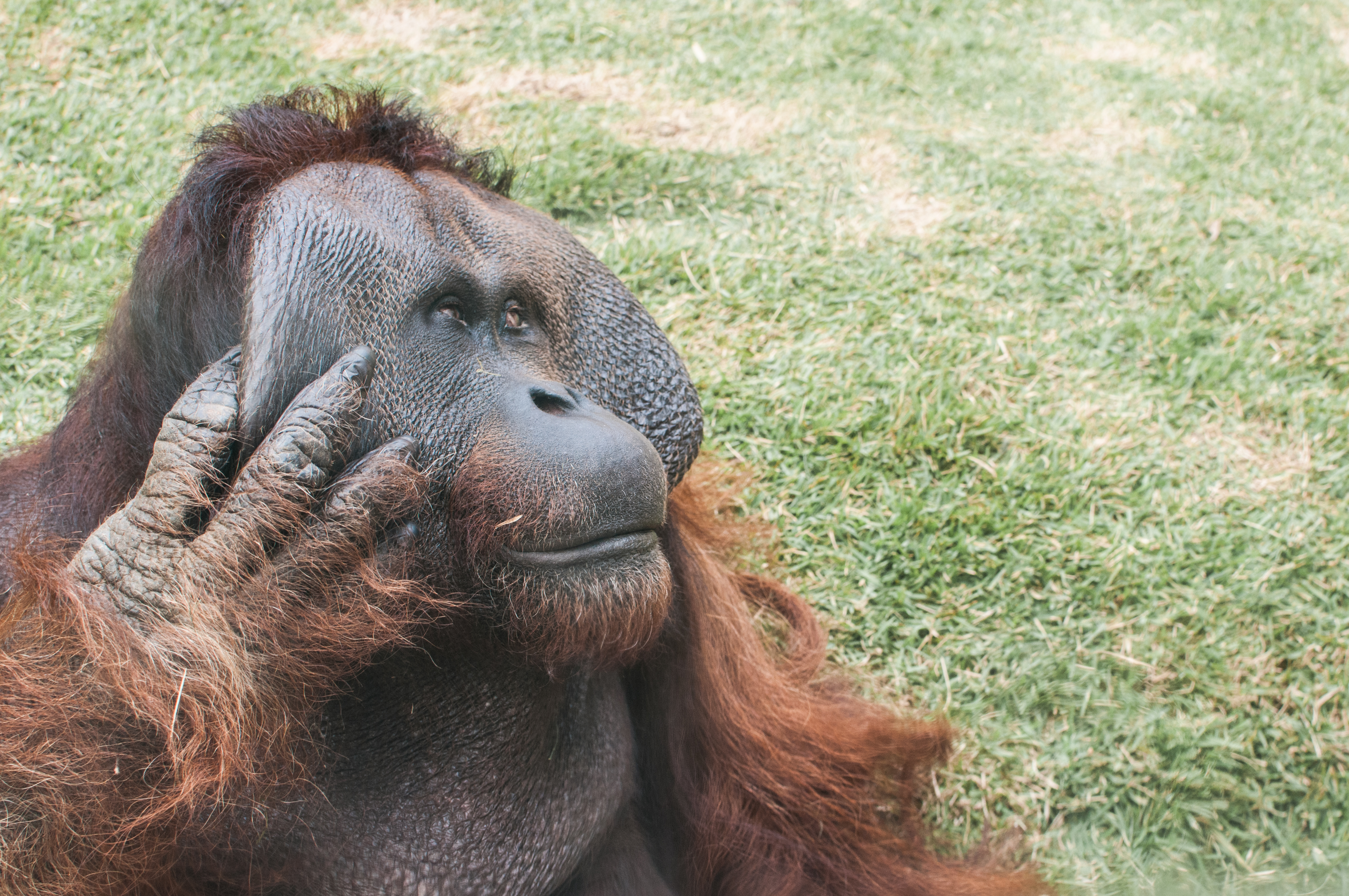 Orangutan in São Paulo Zoo 56