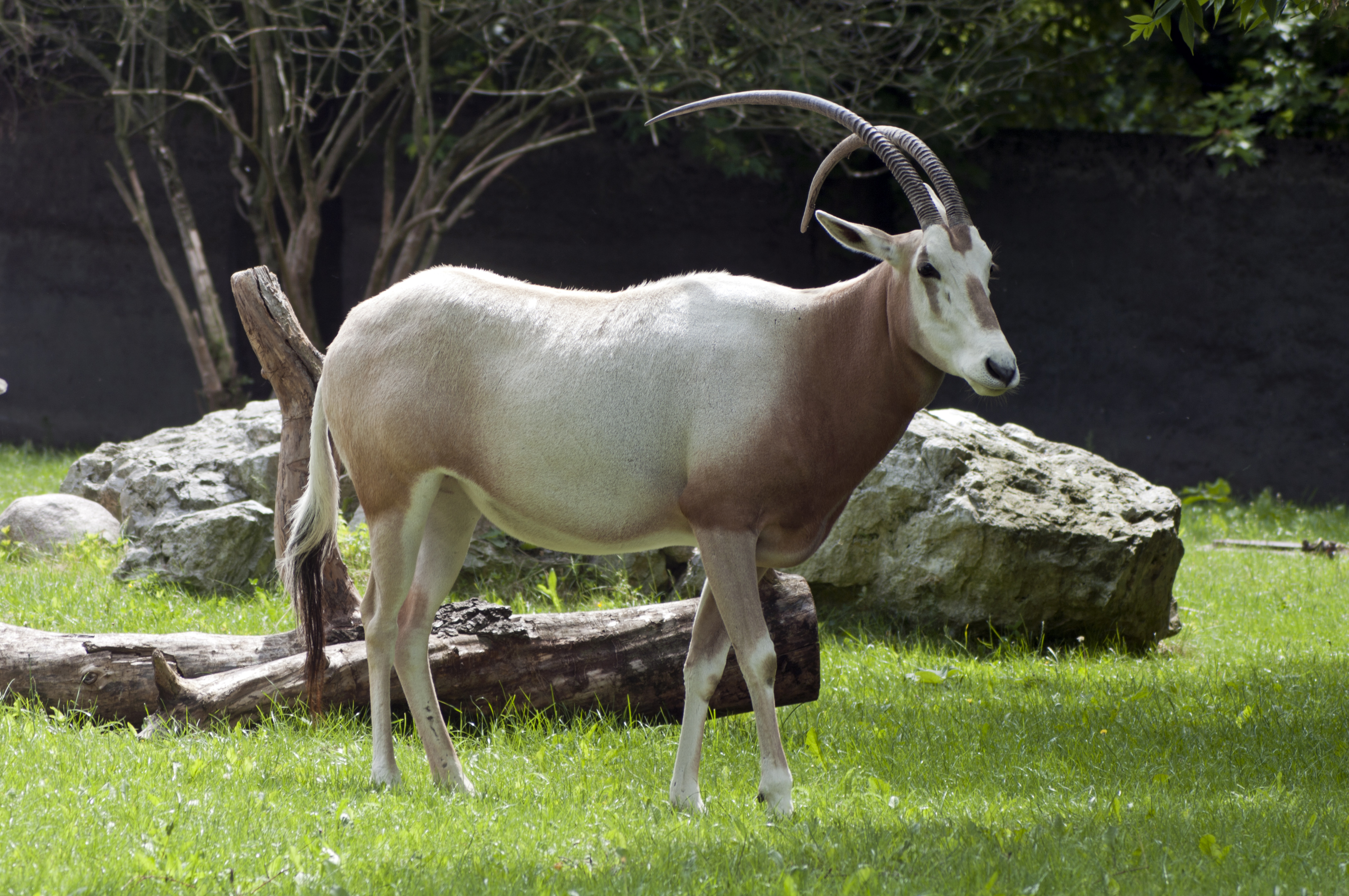 Oryx dammah 2