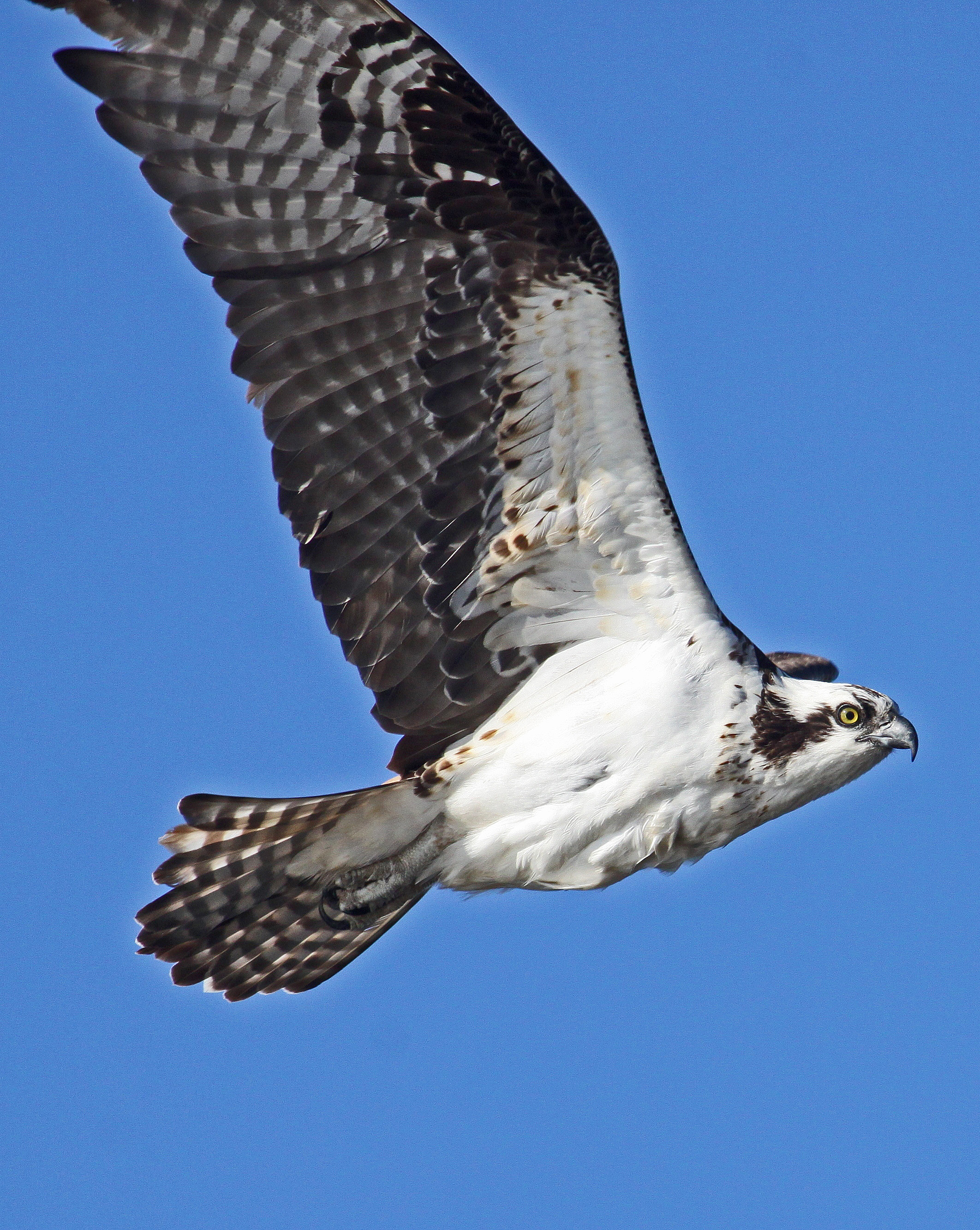 Osprey - Pandion haliaetus, Occoquan Bay Wildlife Refuge, Woodbridge, Virginia - 6861369520