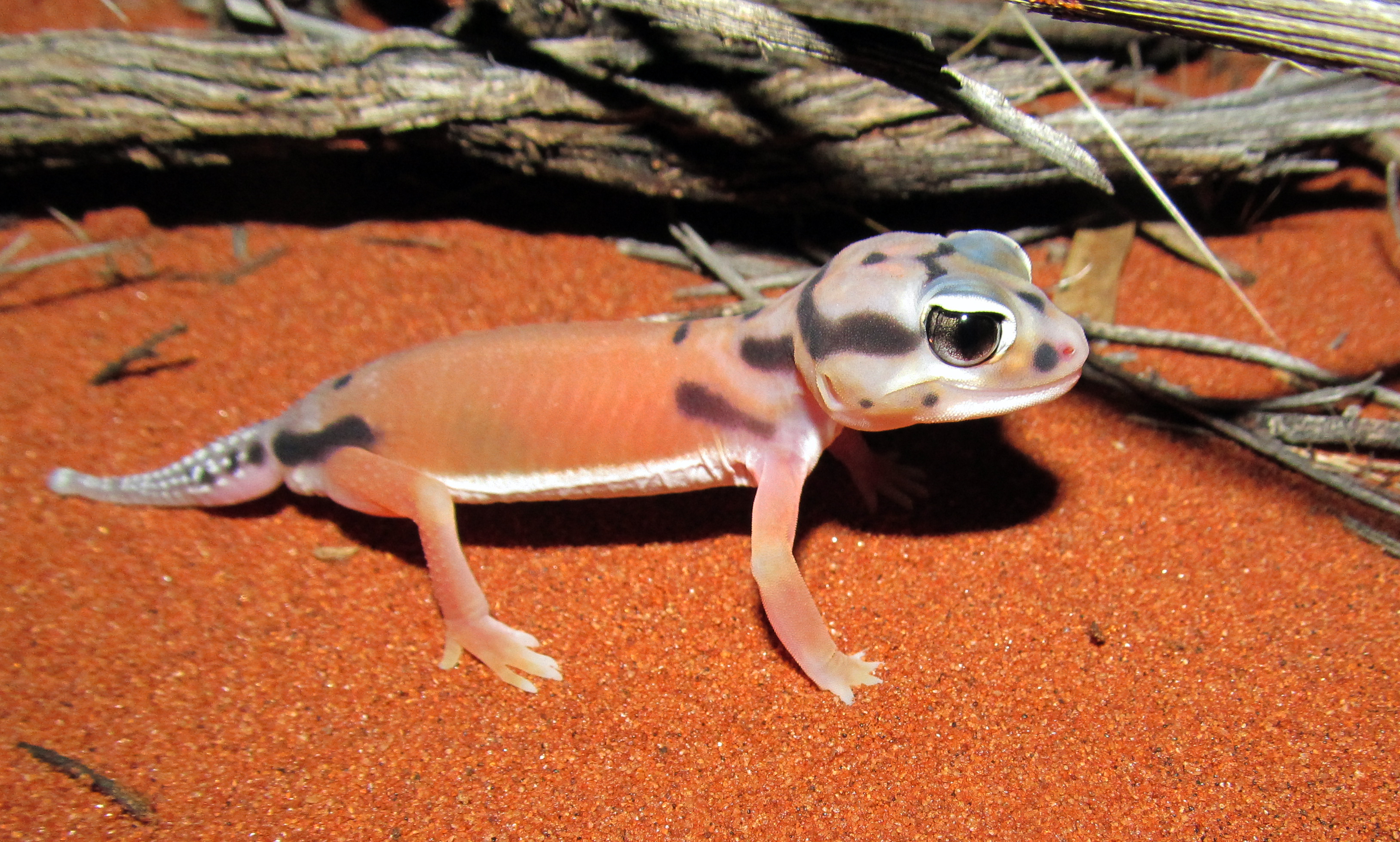 Pale Knob-tailed Gecko (Nephrurus laevissimus) (8656883171)