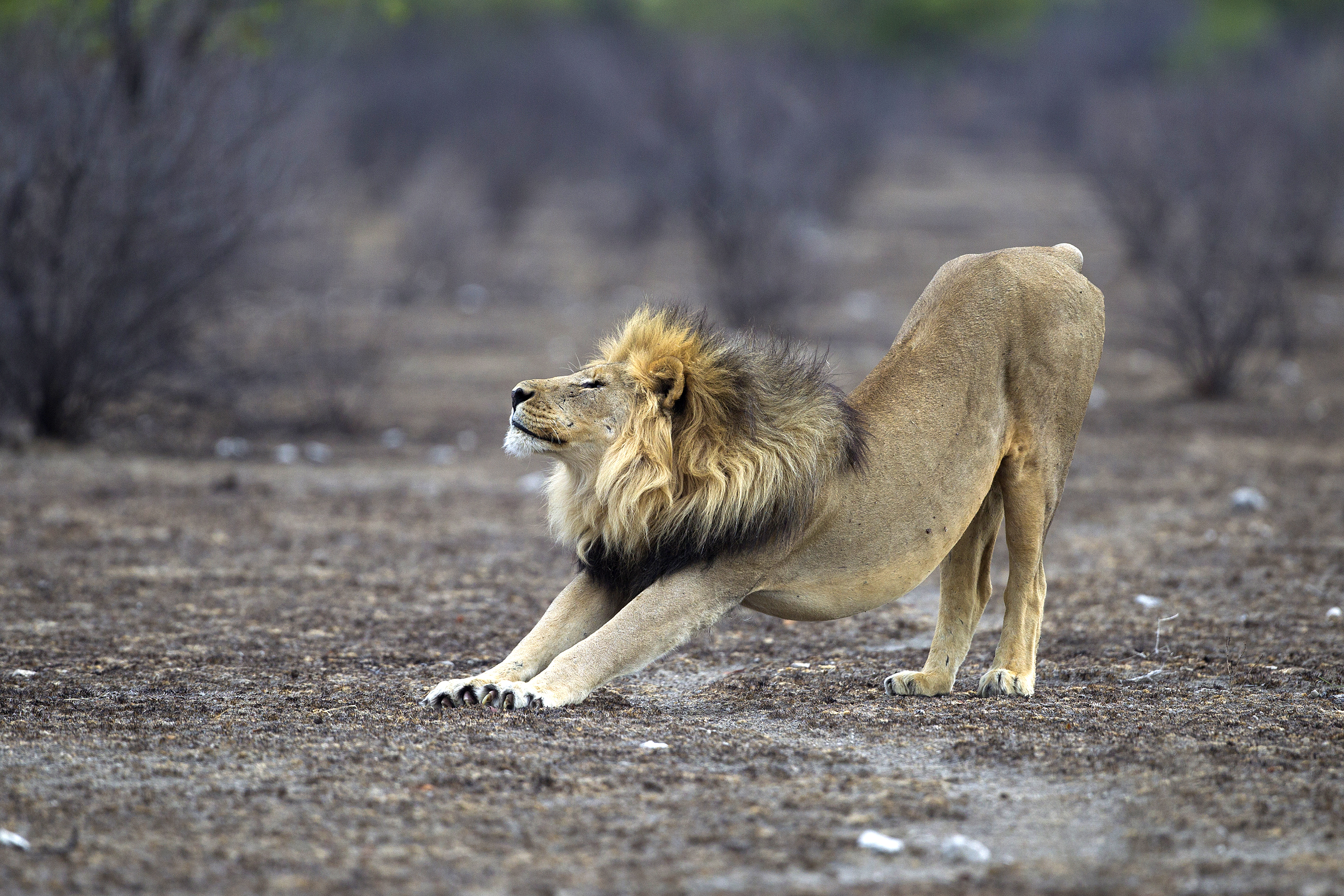 Panthera leo stretching (Etosha, 2012)