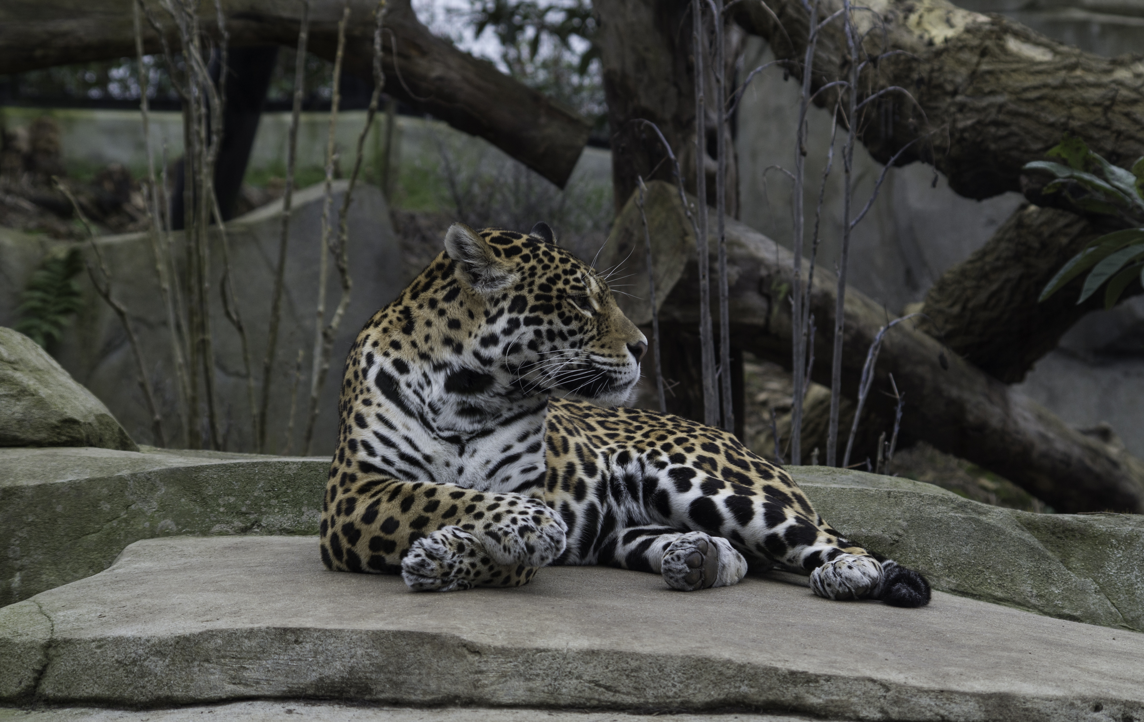 Panthera pardus au parc zoologique de Paris