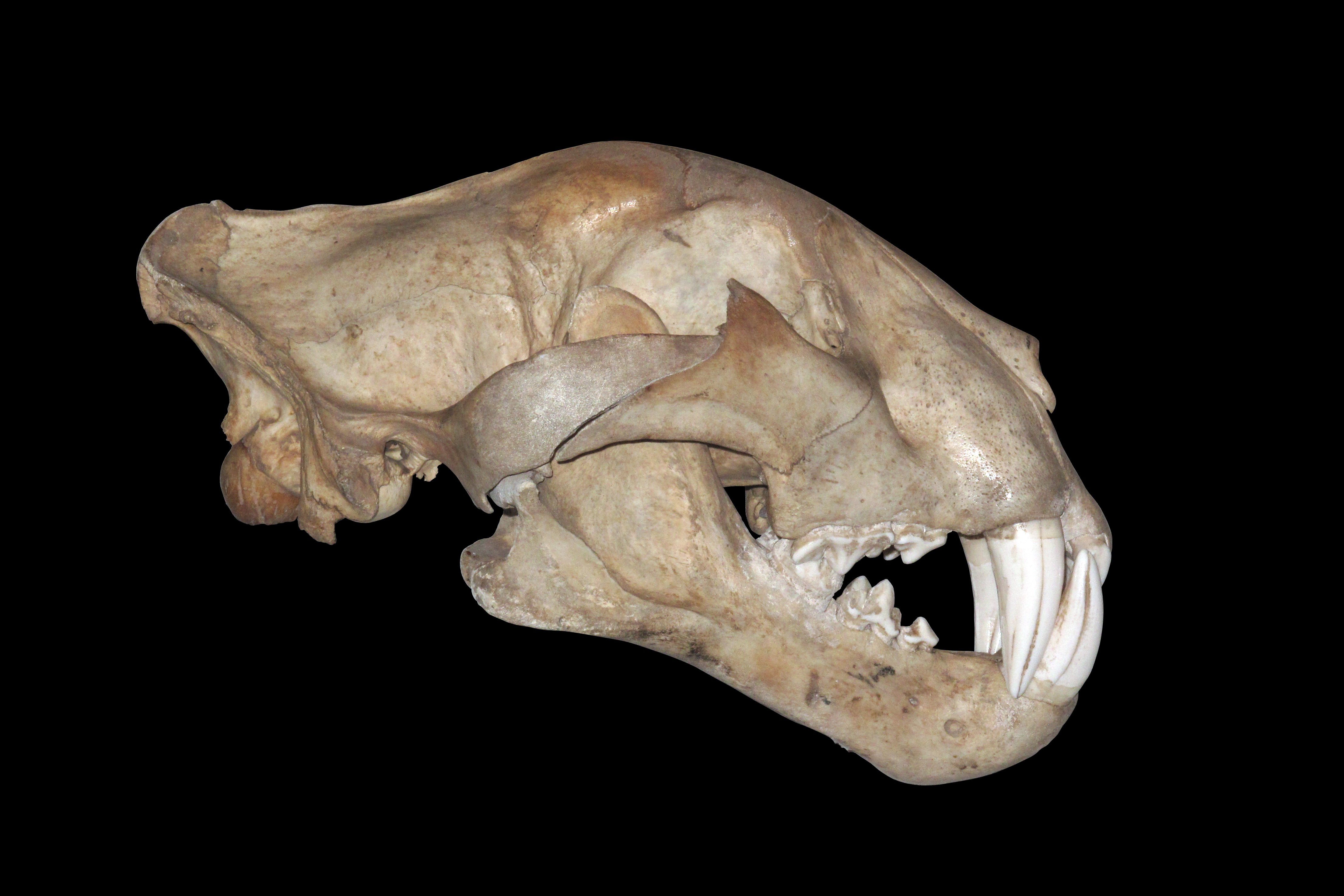 Panthera skull IMG 4448