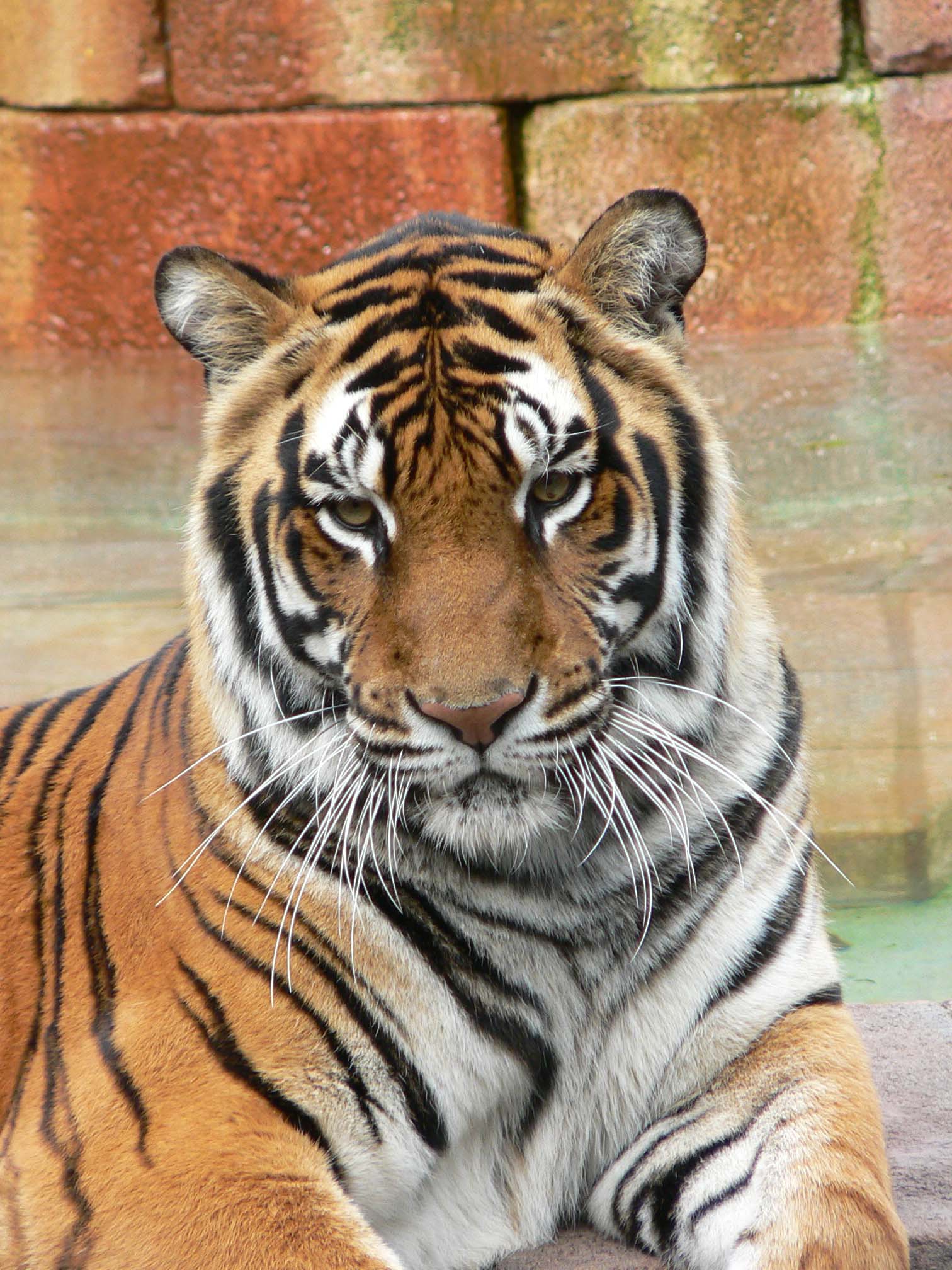 Panthera tigris6