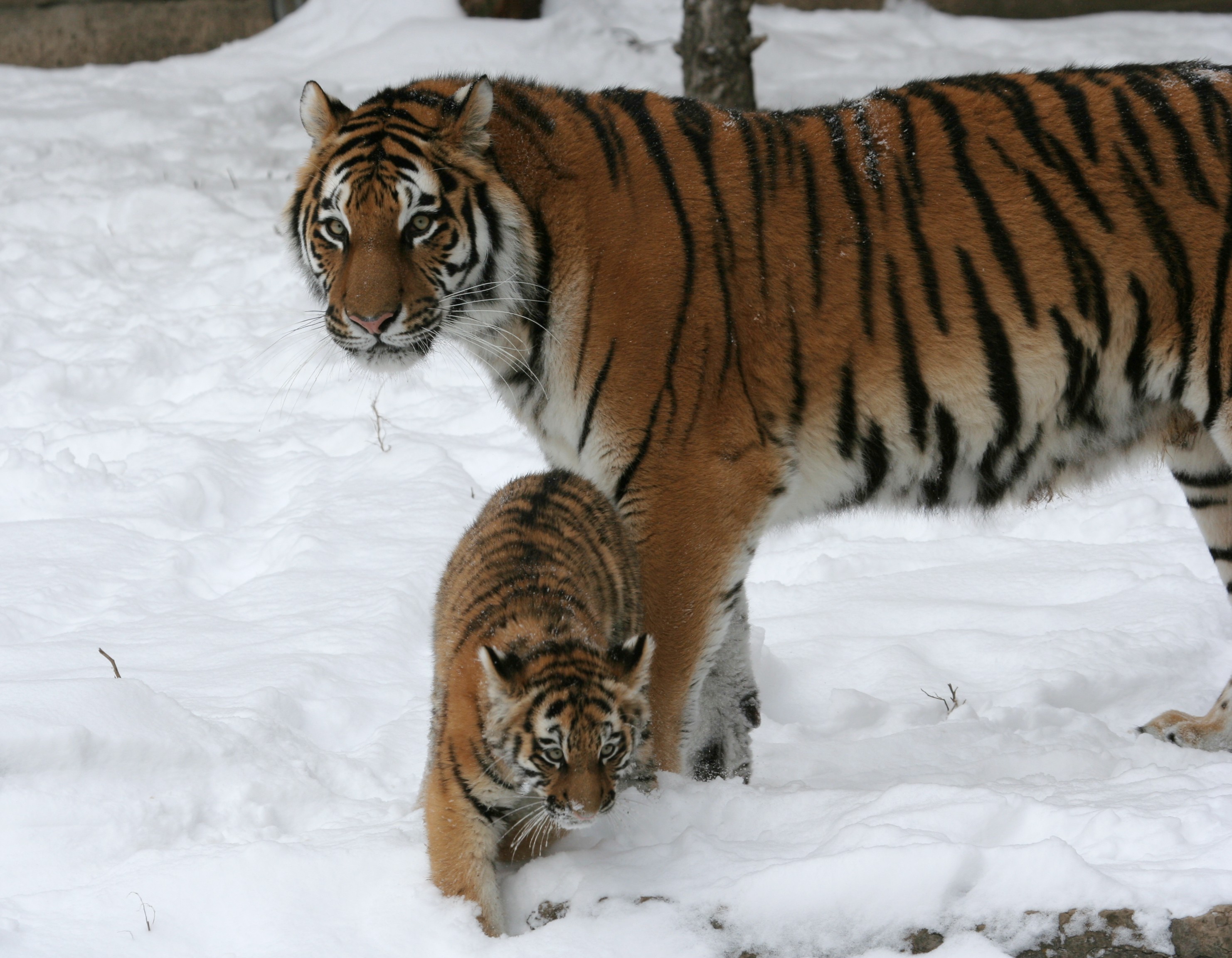 Panthera tigris altaica 08 - Buffalo Zoo