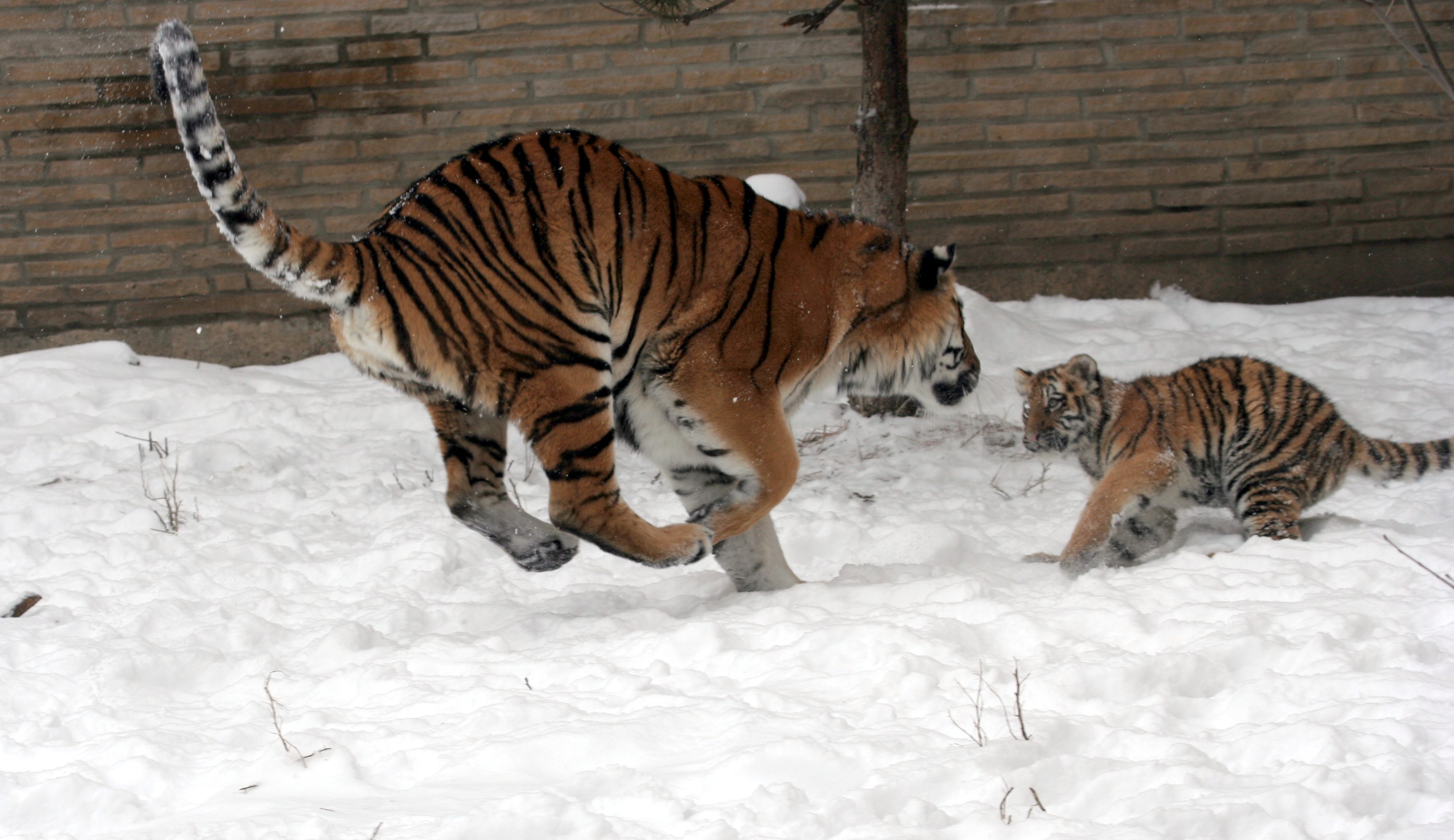 Panthera tigris altaica 29 - Buffalo Zoo