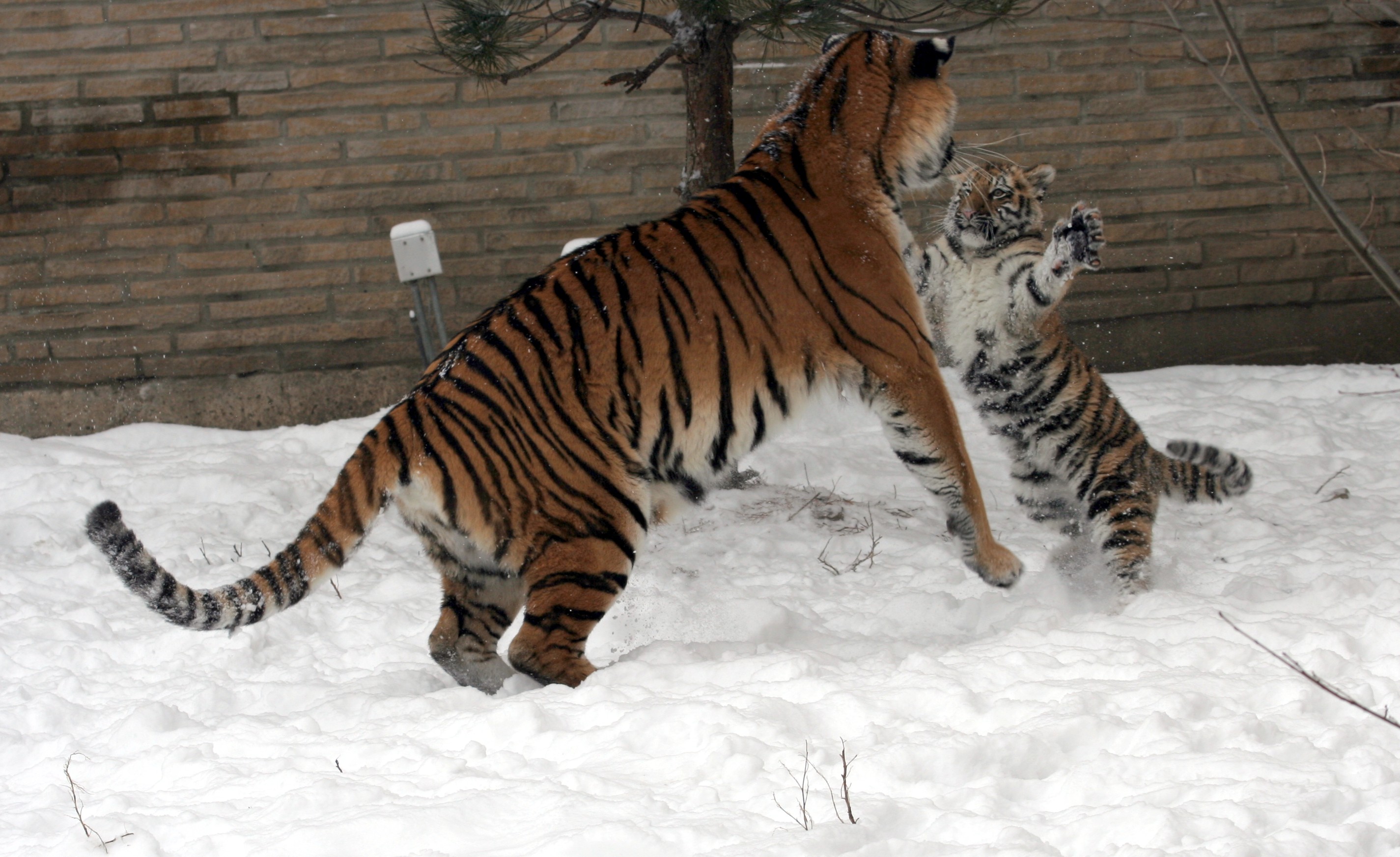 Panthera tigris altaica 30 - Buffalo Zoo